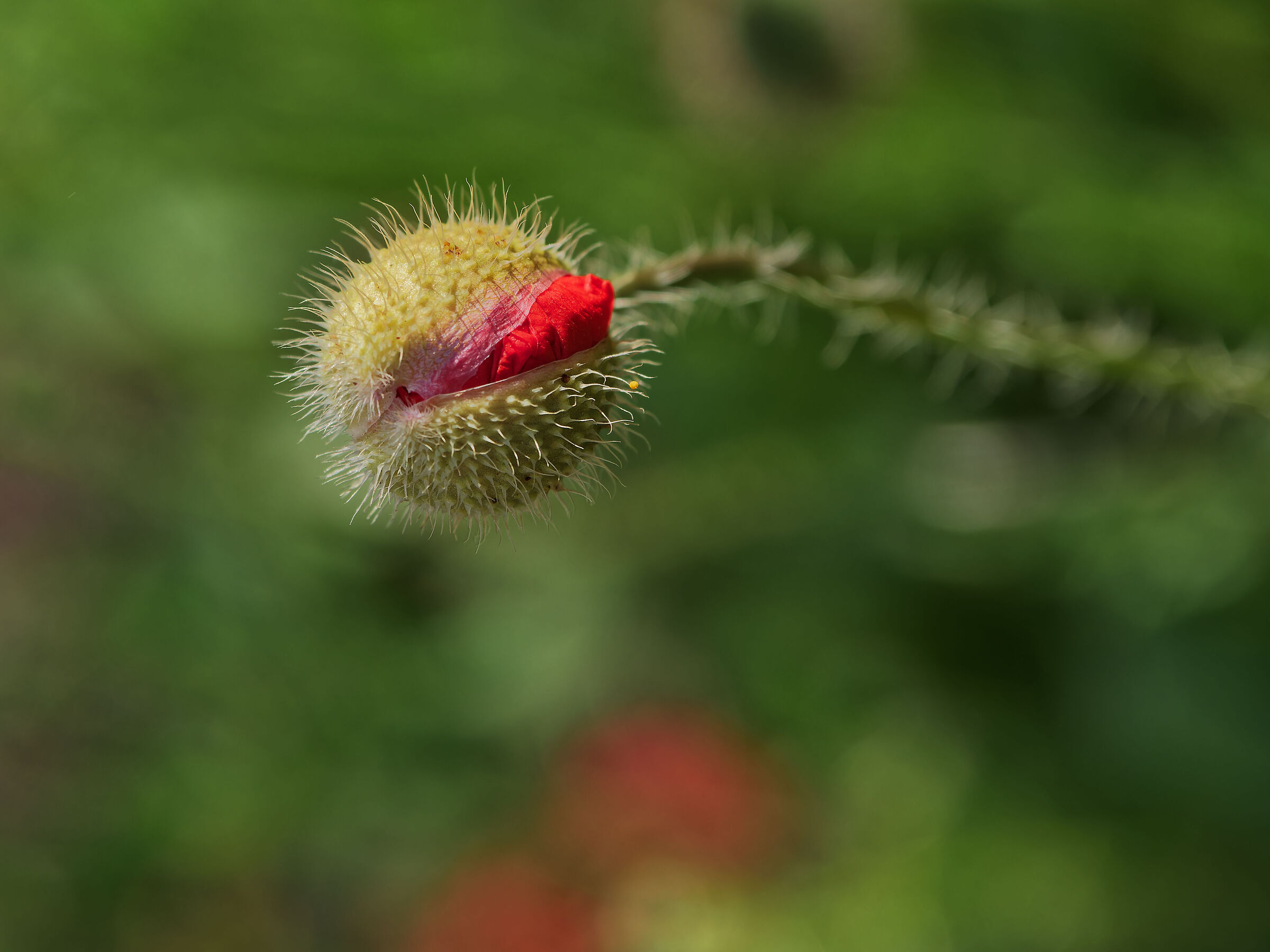 la forza della natura