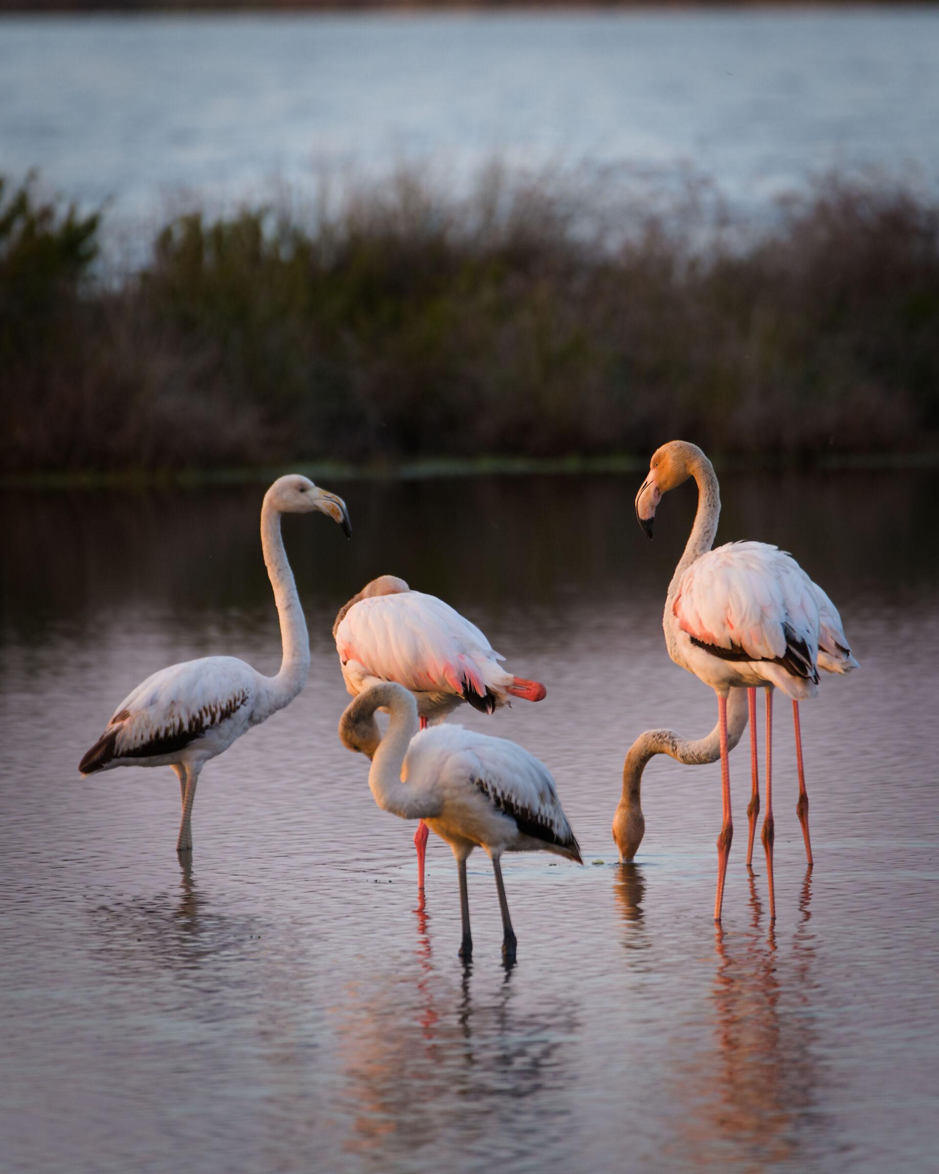 Flamingos in Caprolace