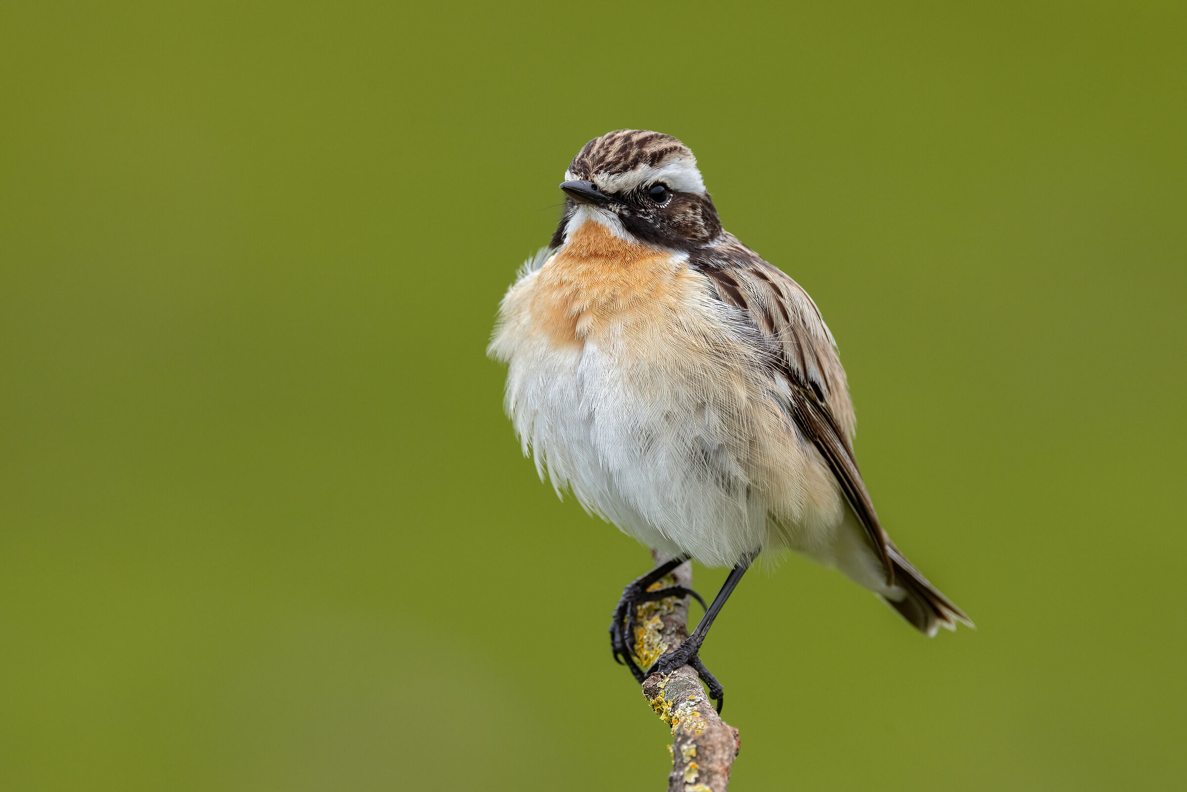 Whinchat