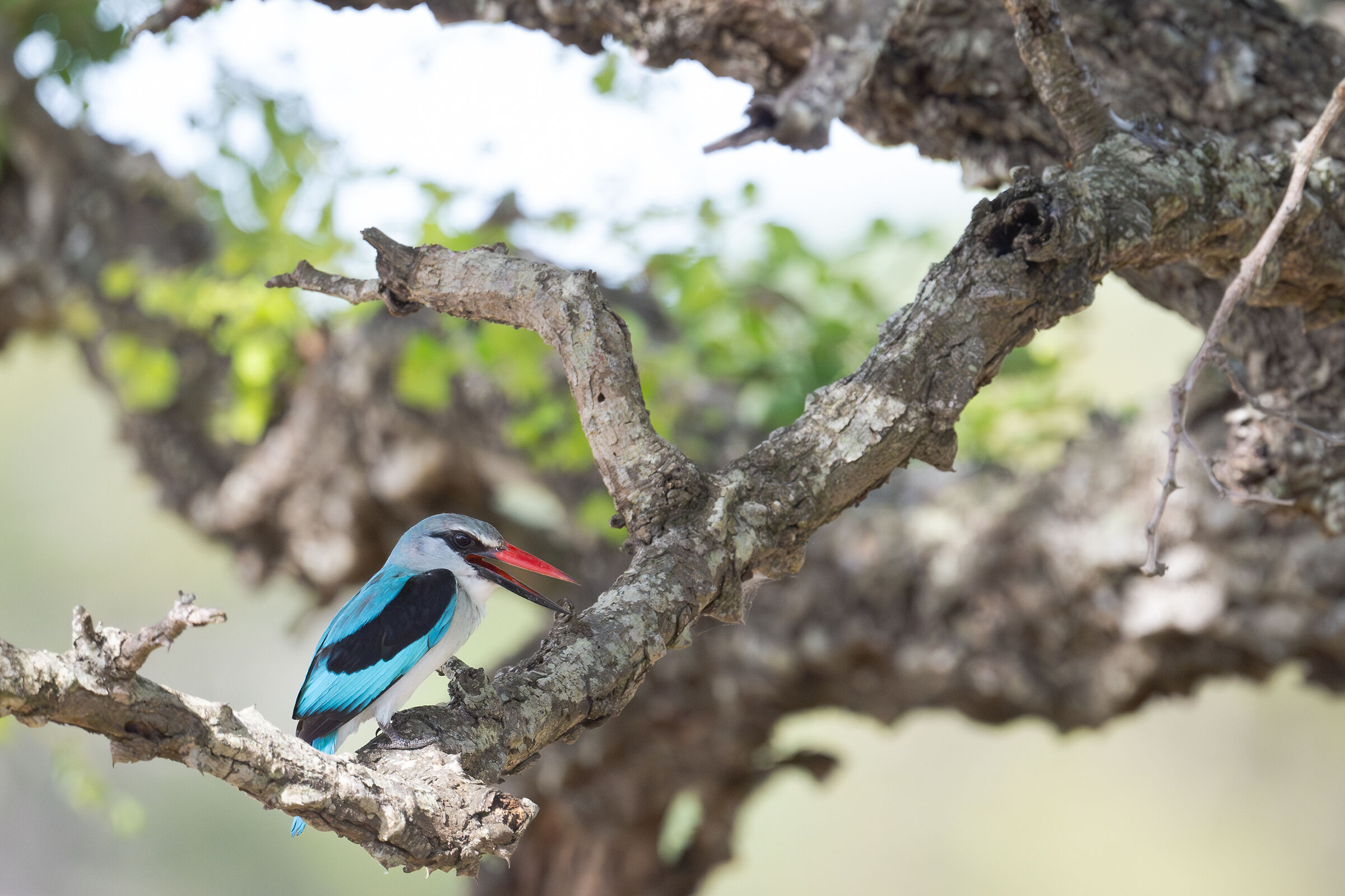Kingfisher of the forest