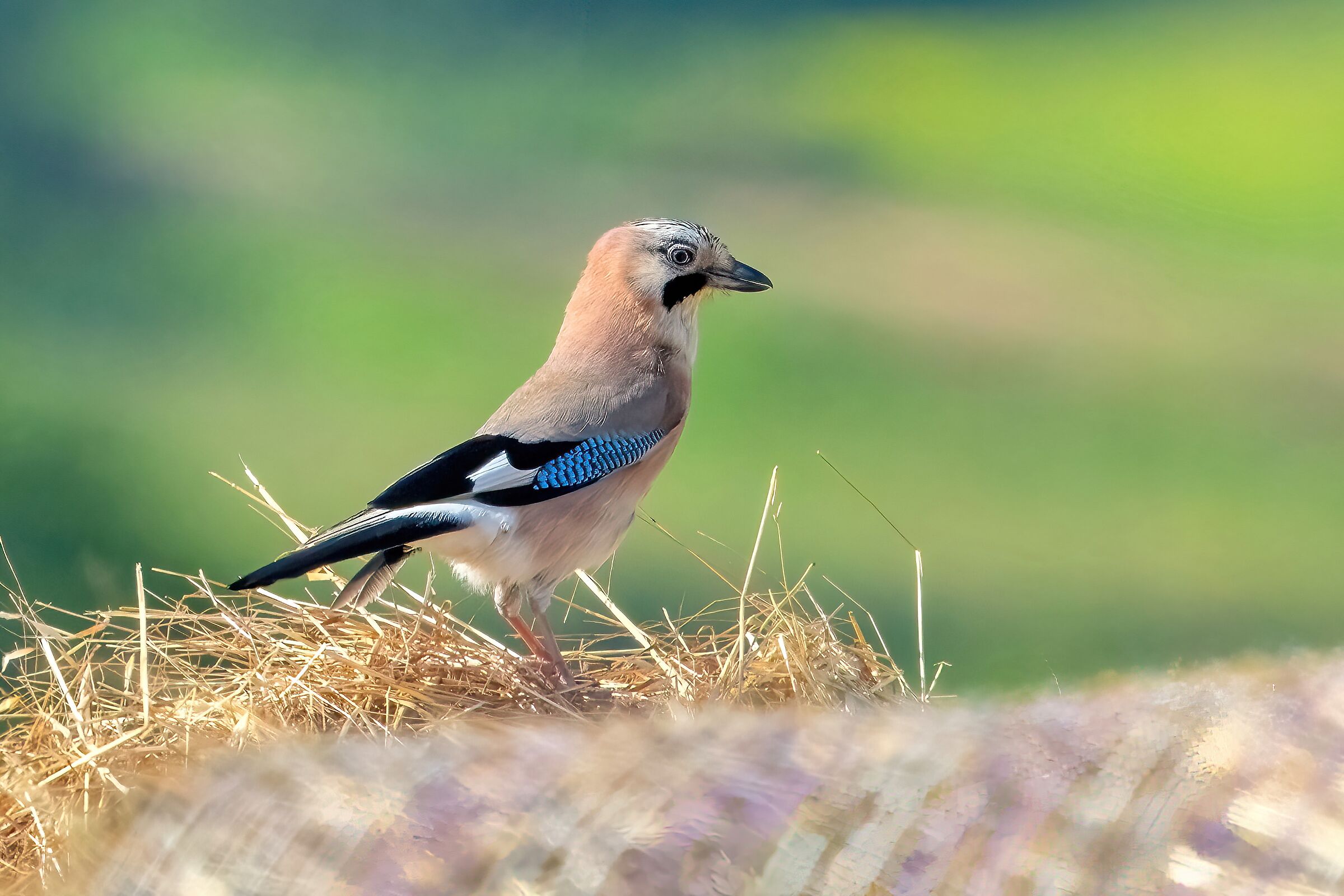 Ghiandaia (Garrulus glandarius)