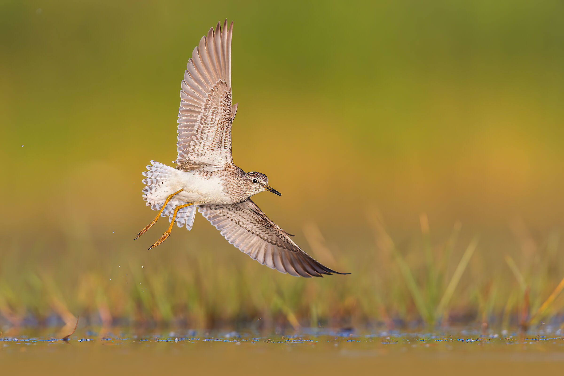 Sandpiper Wood Sandpiper