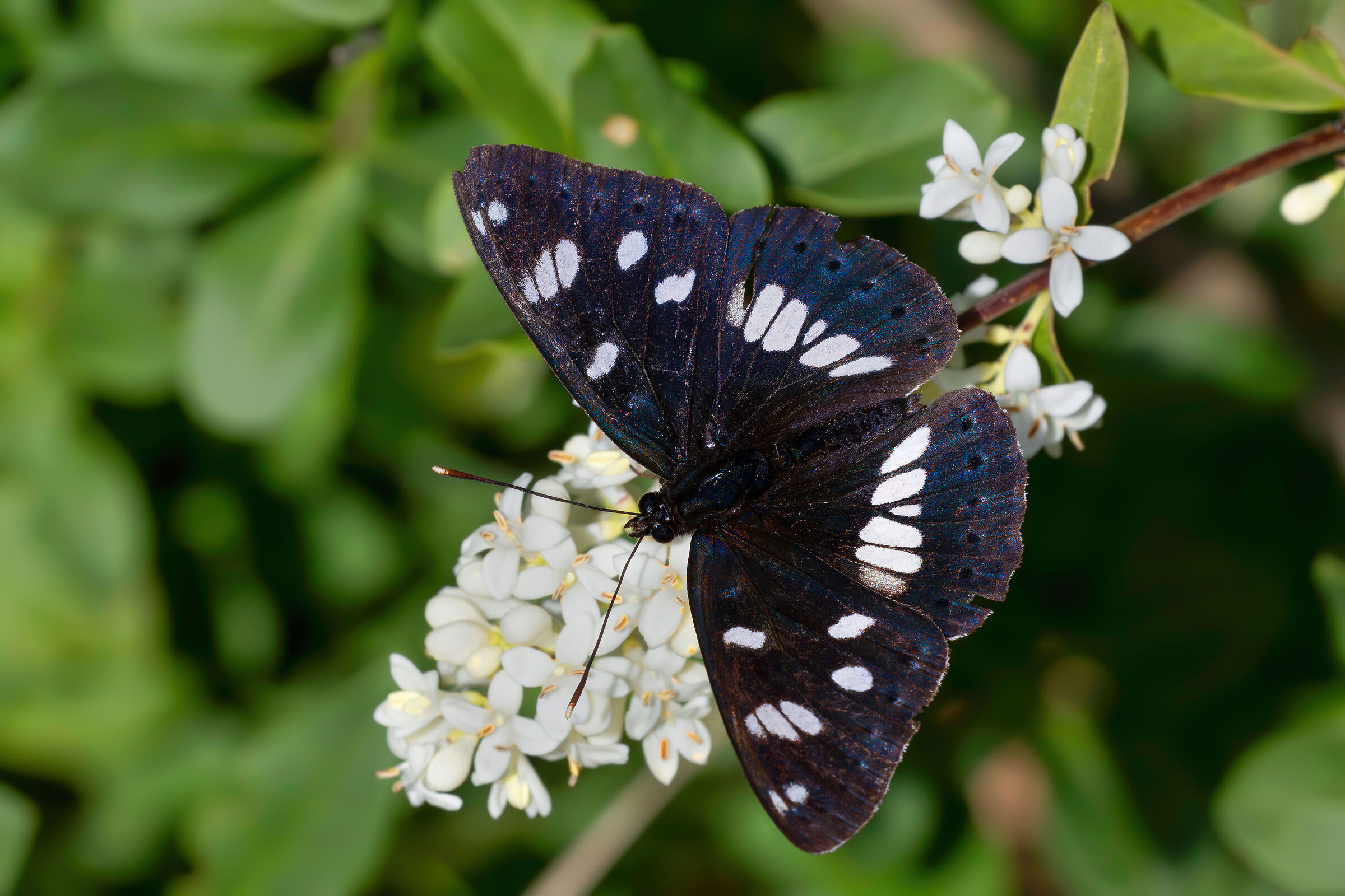 Limenitis reducta