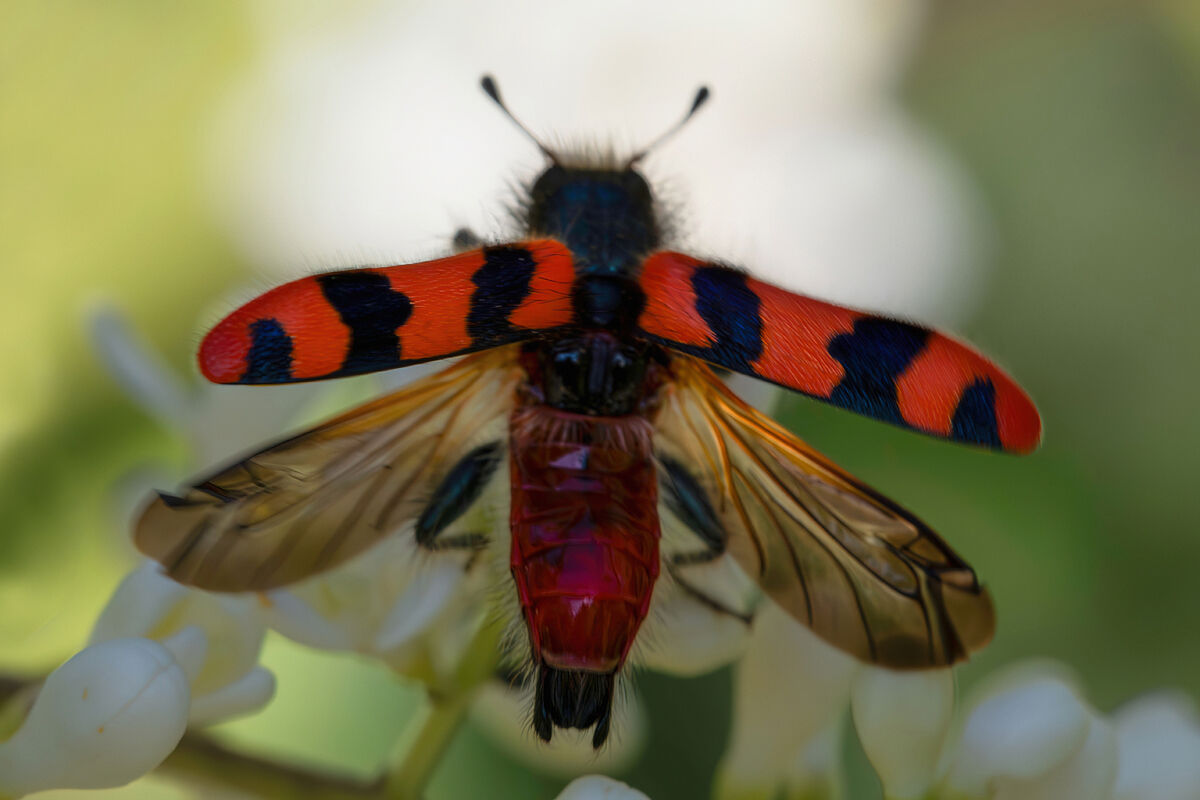 Trichodes alvearius in petticoat