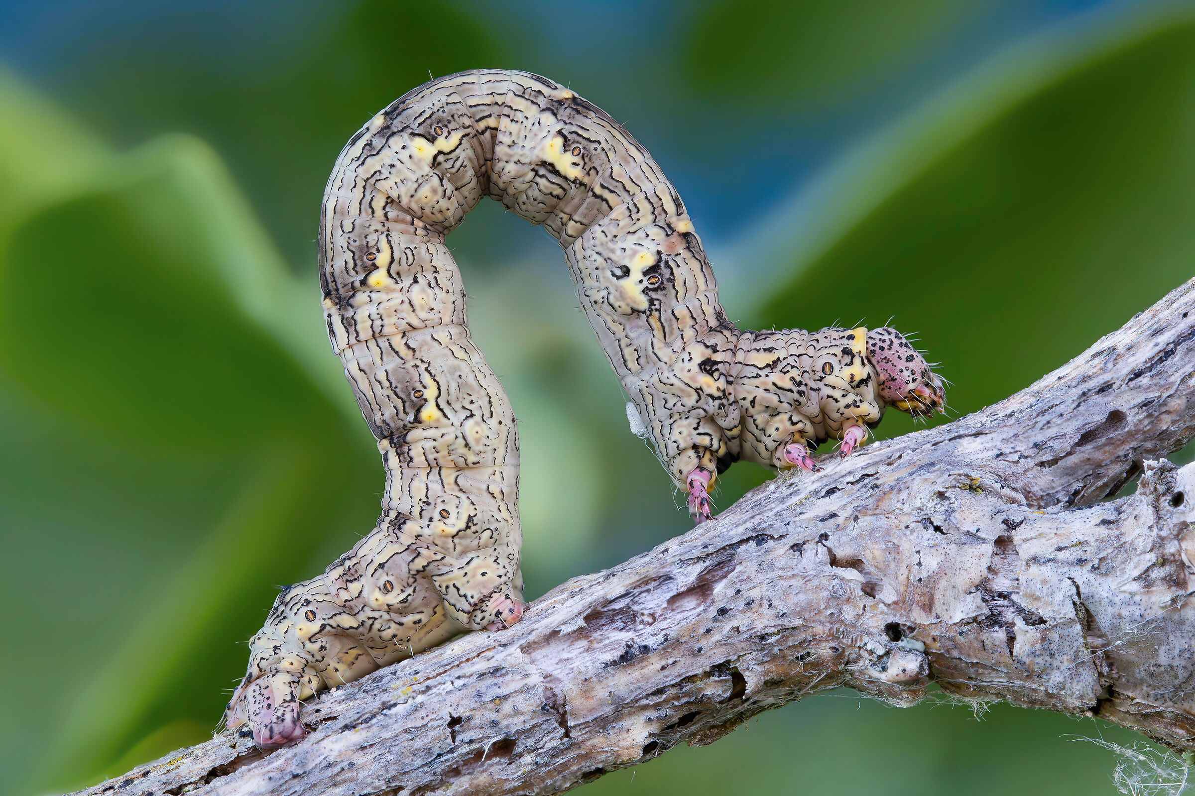 Caterpillar of Lycia hirtaria