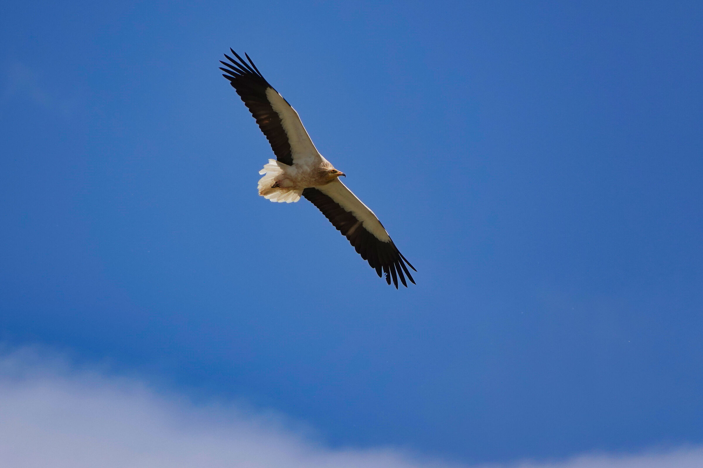 Egyptian vulture (Cappadocia)
