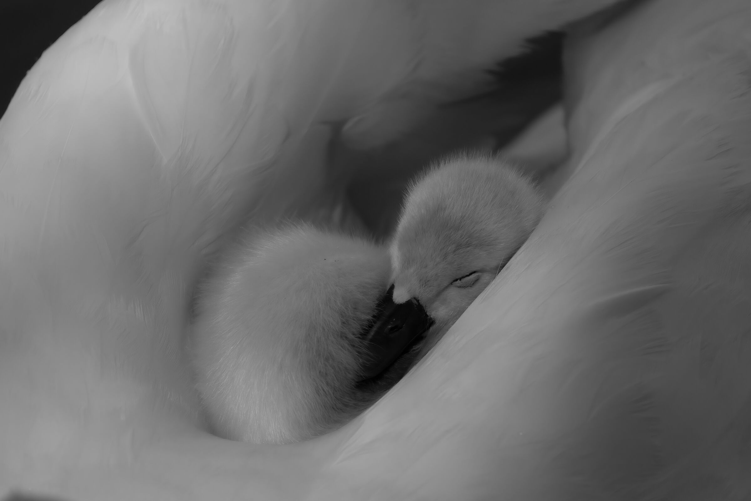 In a safe place - Trezzo sull'Adda - Luigi Beretta