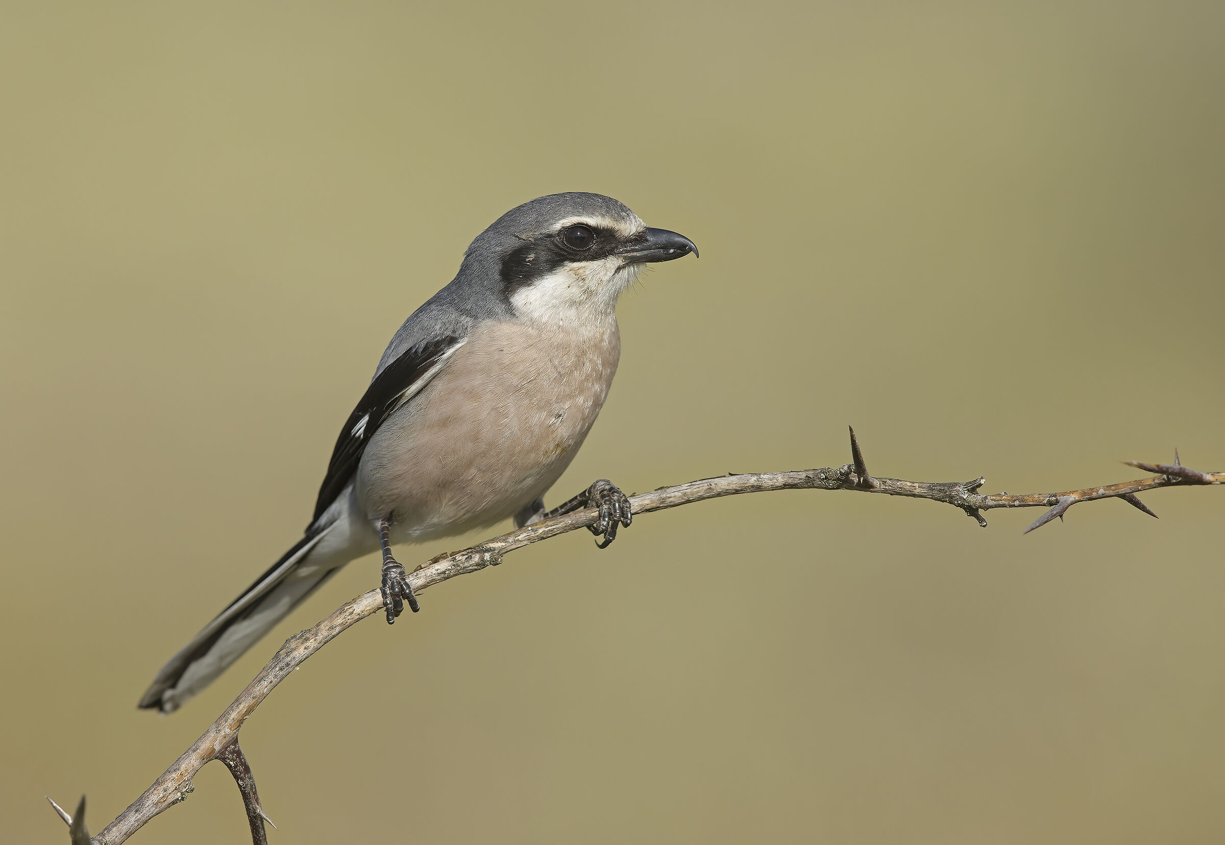 Ashy shrike