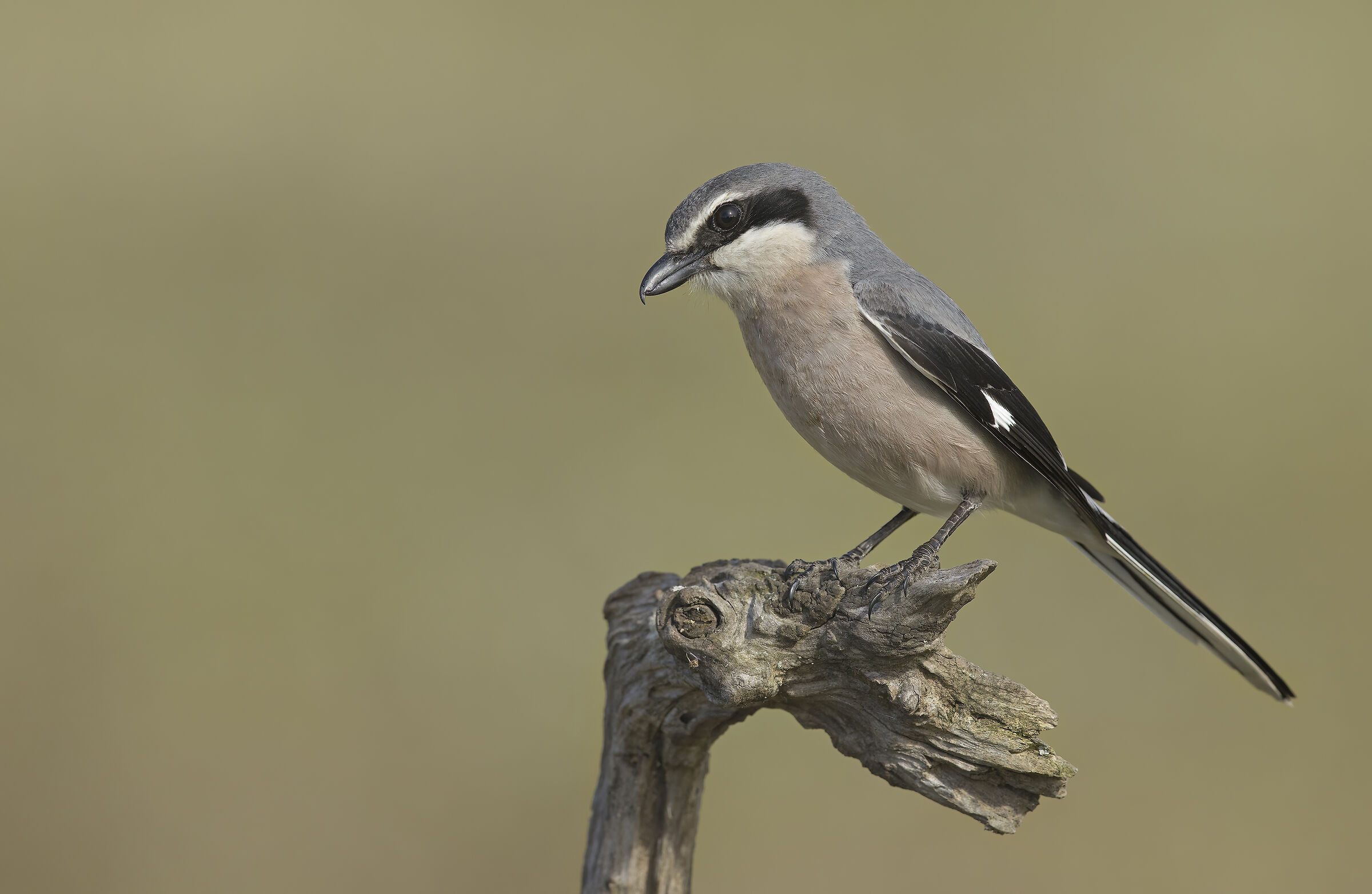 Averla maggiore meridionale
