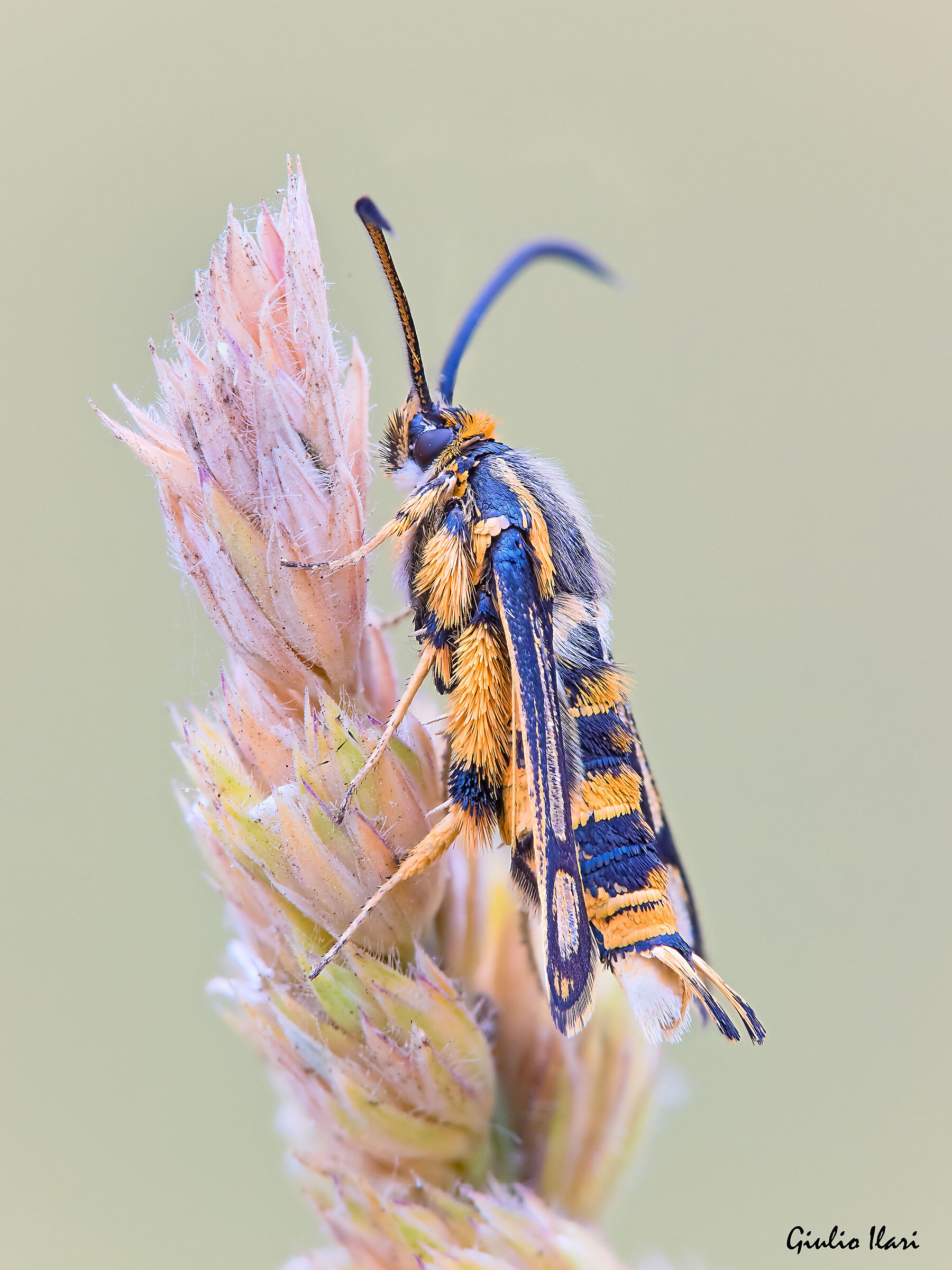 Synanthedon sp. z o.o.