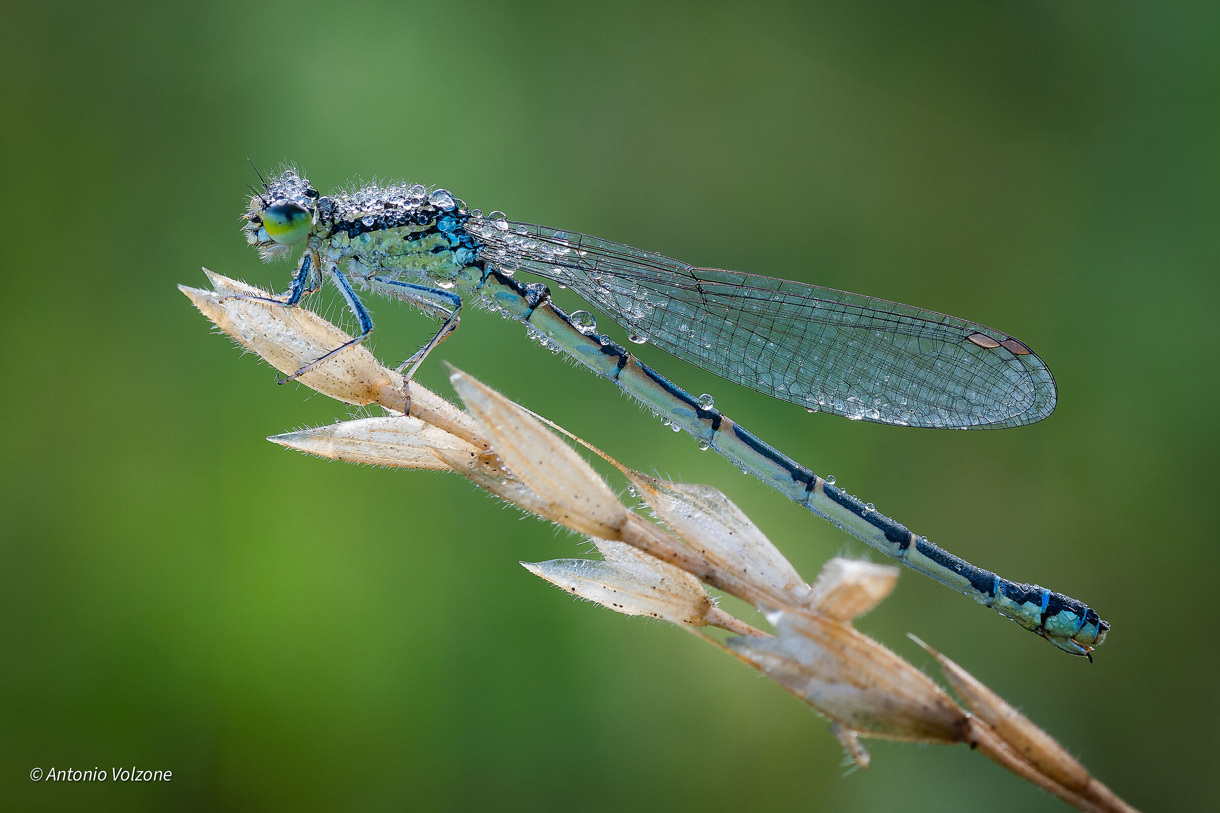 Damsel