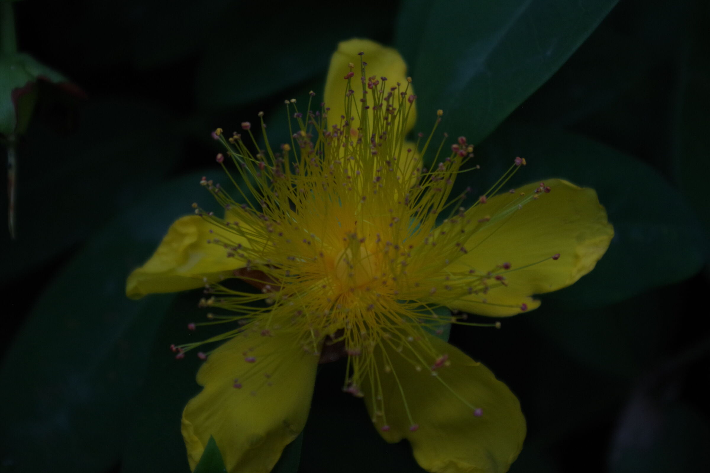 Hypericum Calycinum al crepuscolo