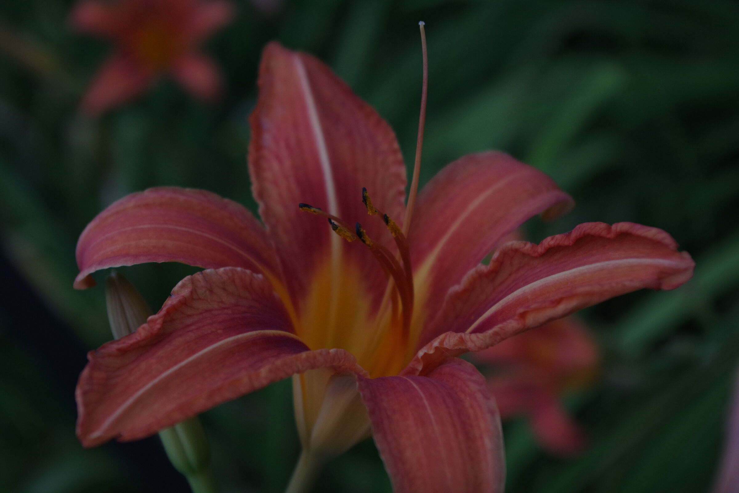 Lilium bulbiferum-Giglio di S.Giovanni al crepuscolo