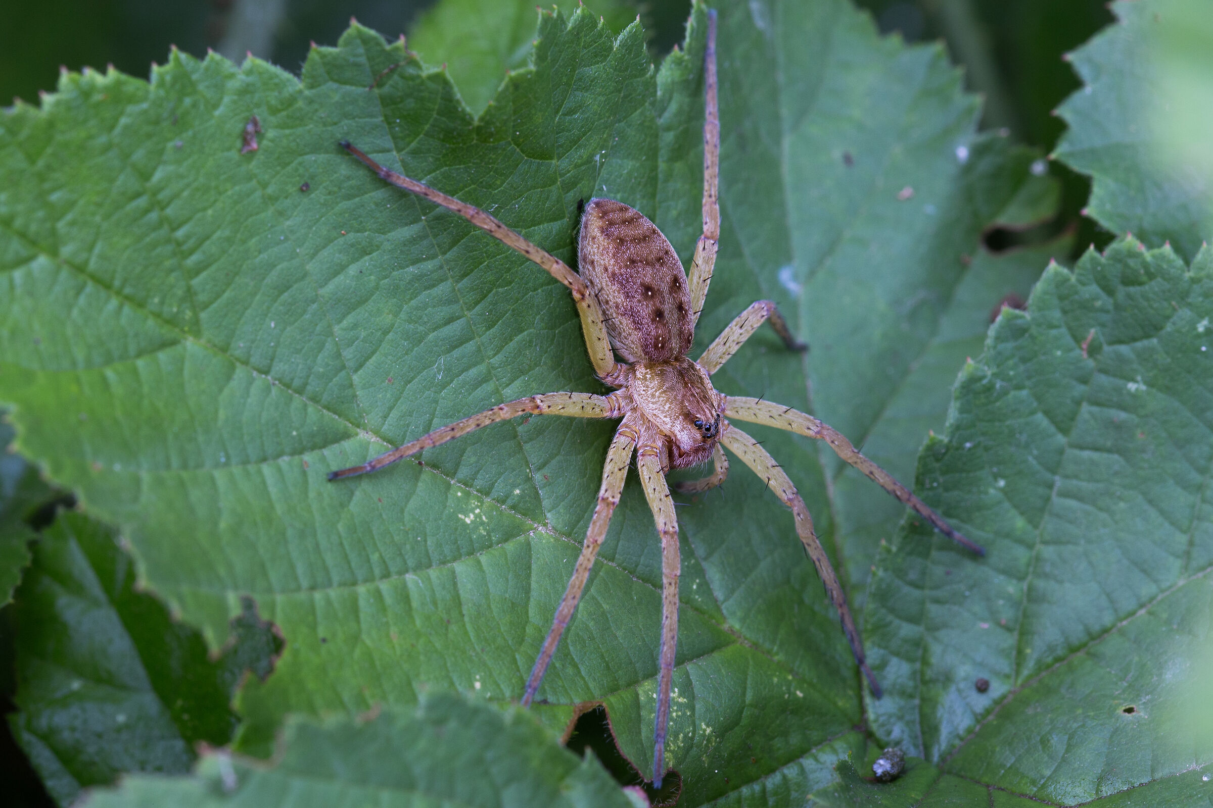 Dolomedes frimbiatus
