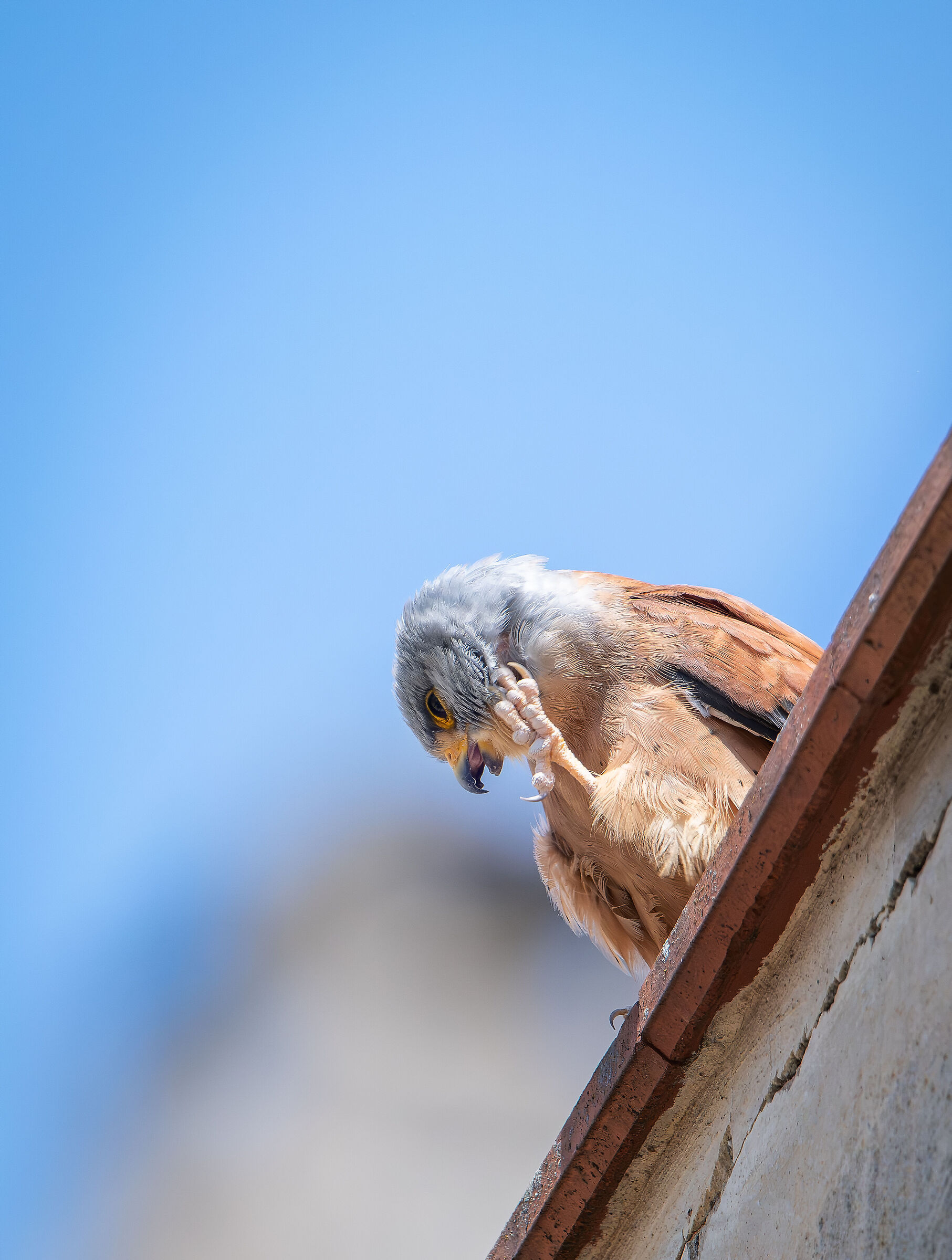 Lesser kestrel scratch