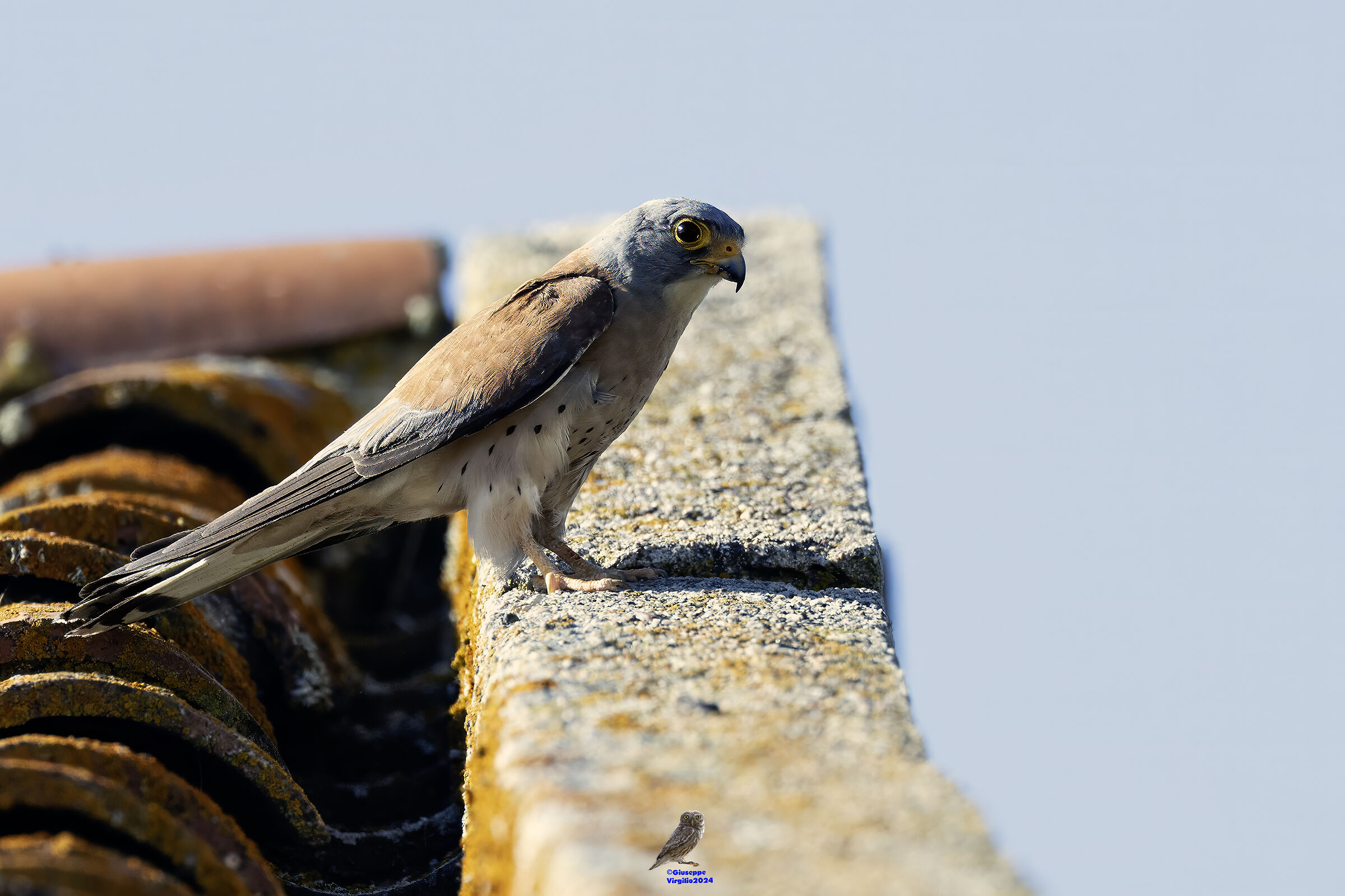 Lesser Kestrel (Sardinia) 2024