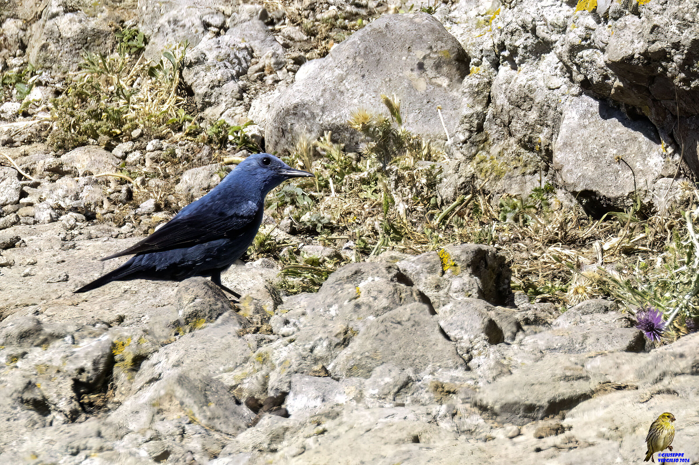 Male Lone Sparrow (Sardinia ) 2024