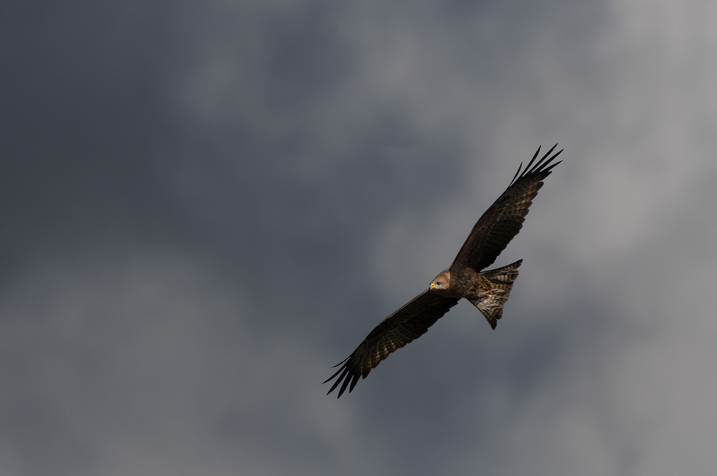 Kite