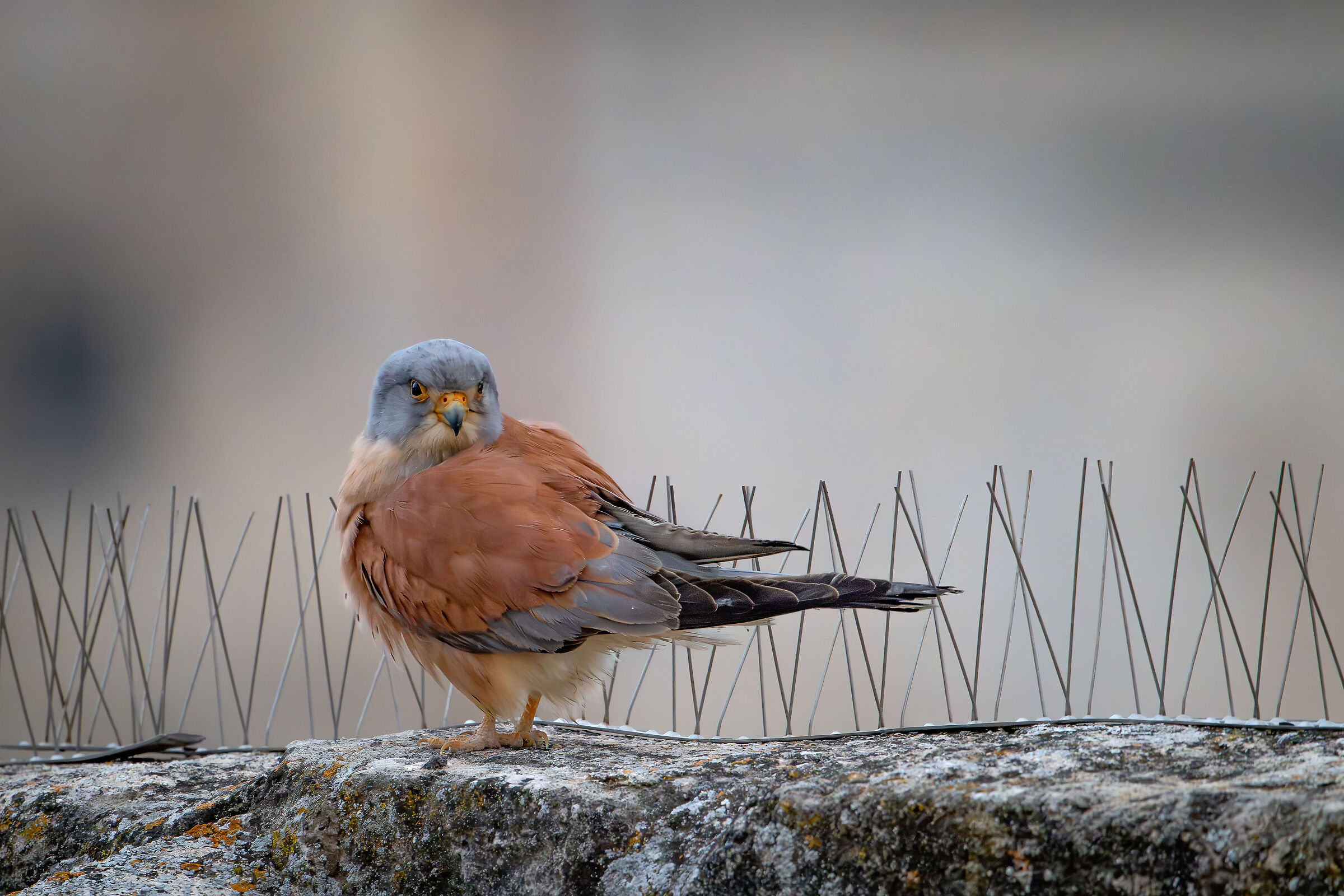 Lesser Kestrel