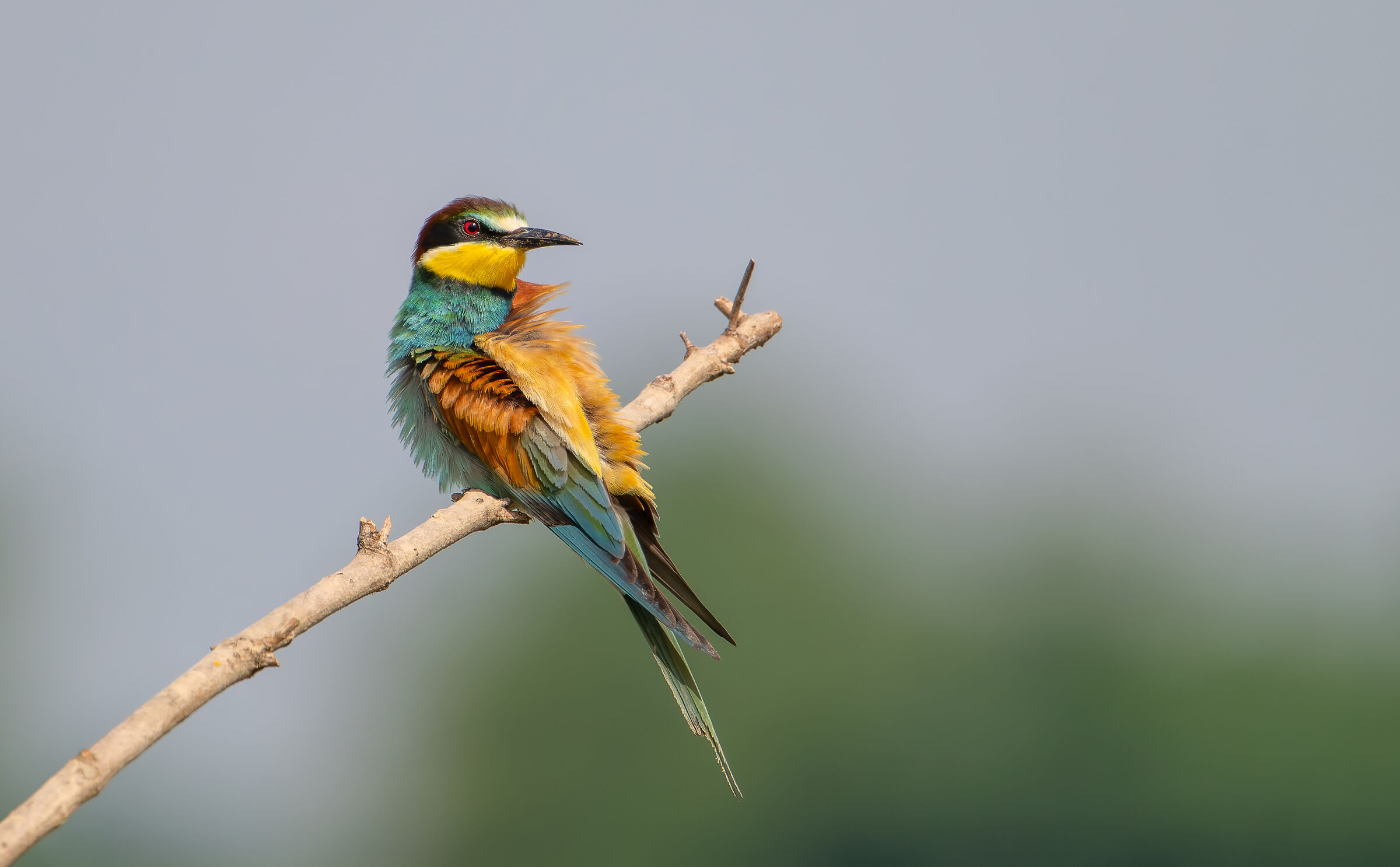 Bee-eater