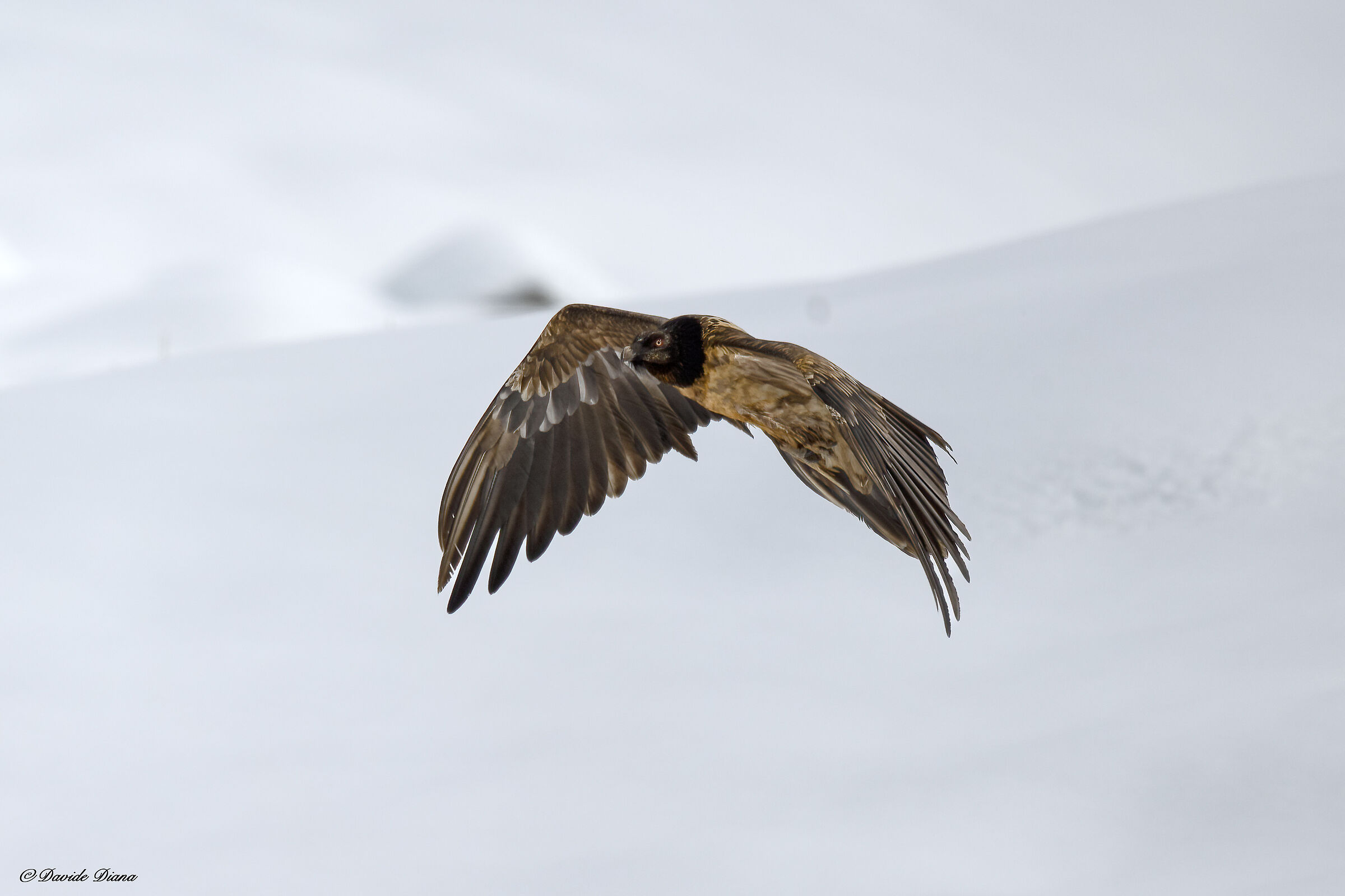 Gypaetus barbatus - Gran Paradiso National Park
