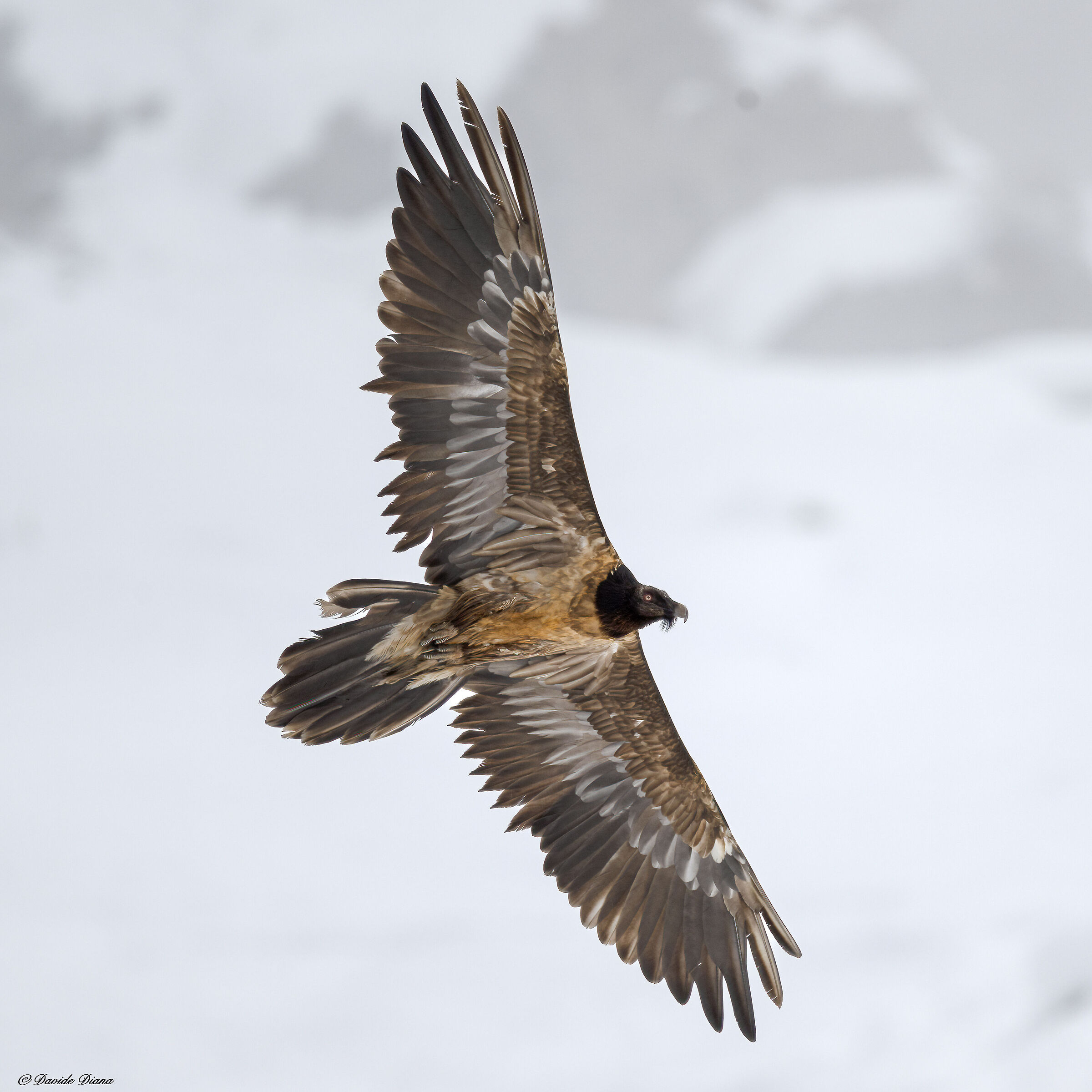 Gypaetus barbatus - Gran Paradiso National Park