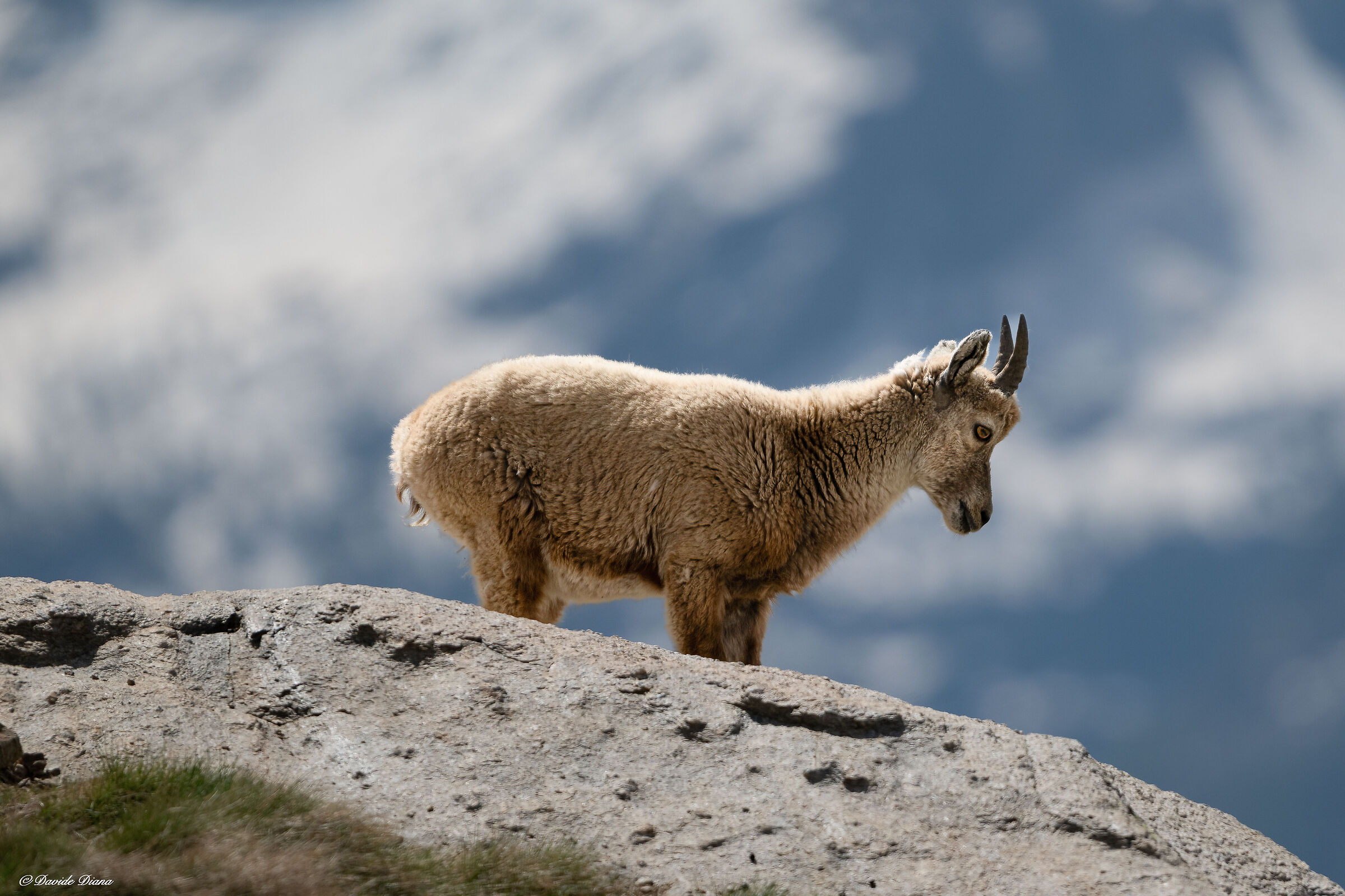 Ibex - Gran Paradiso National Park