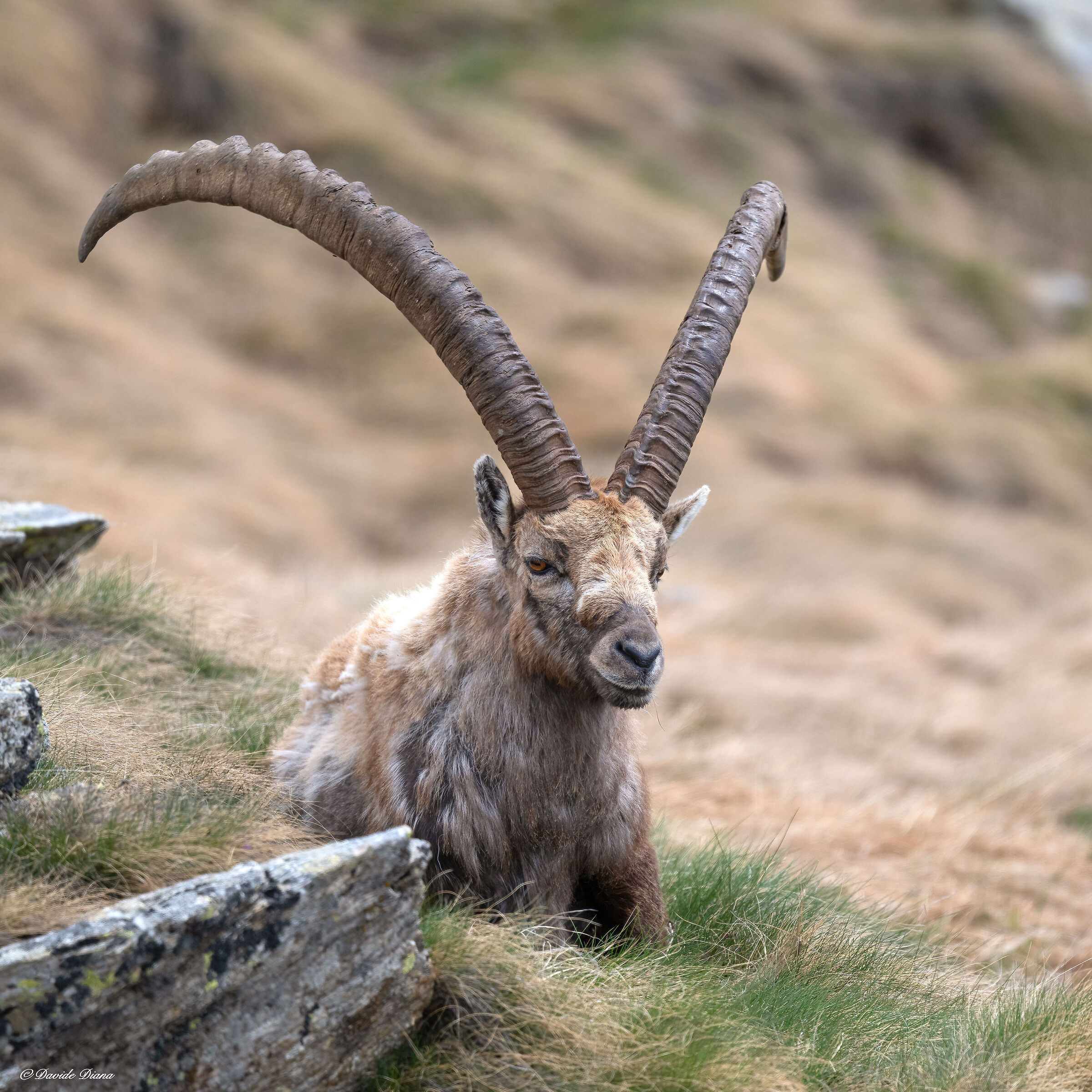 Ibex - Gran Paradiso National Park