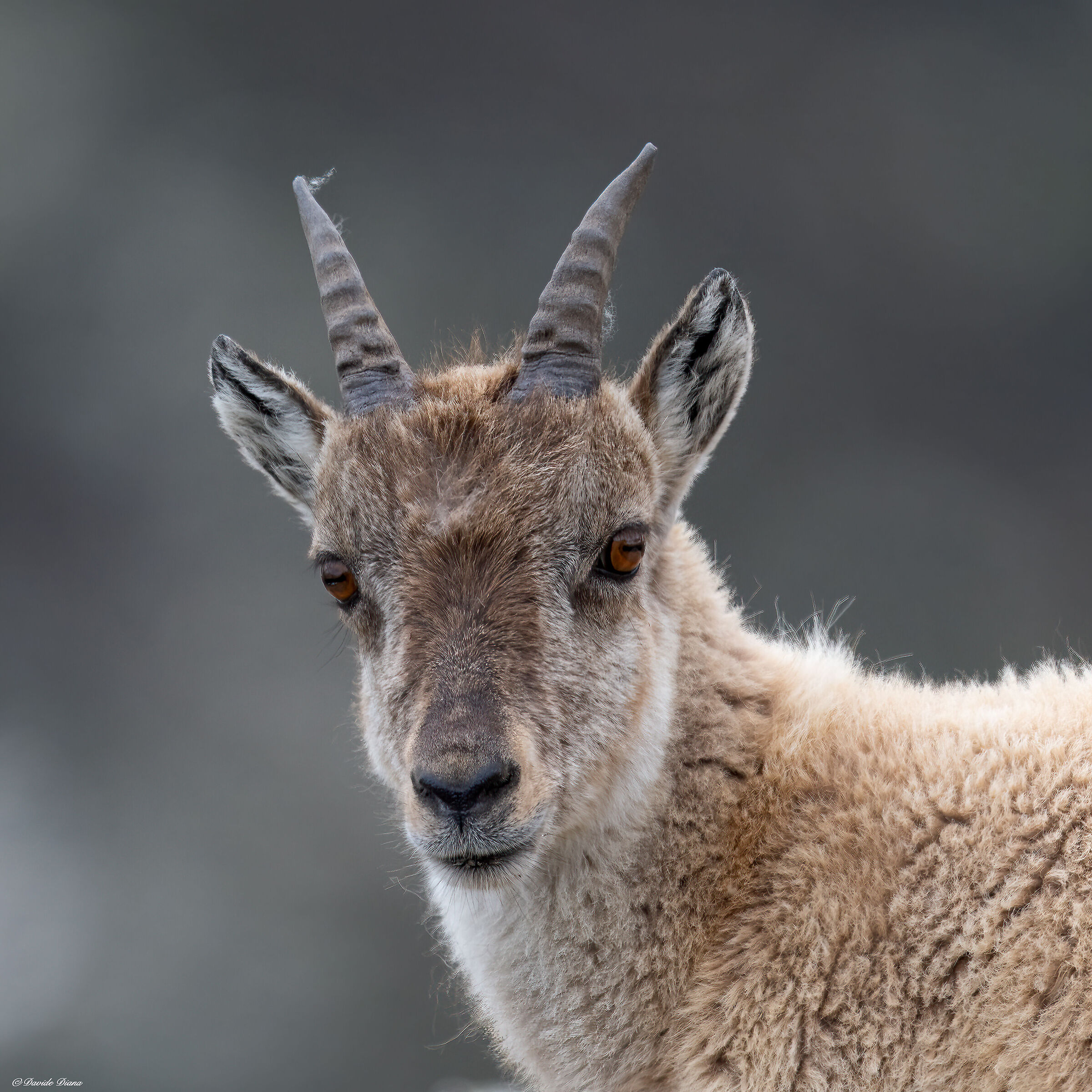 Ibex - Gran Paradiso National Park