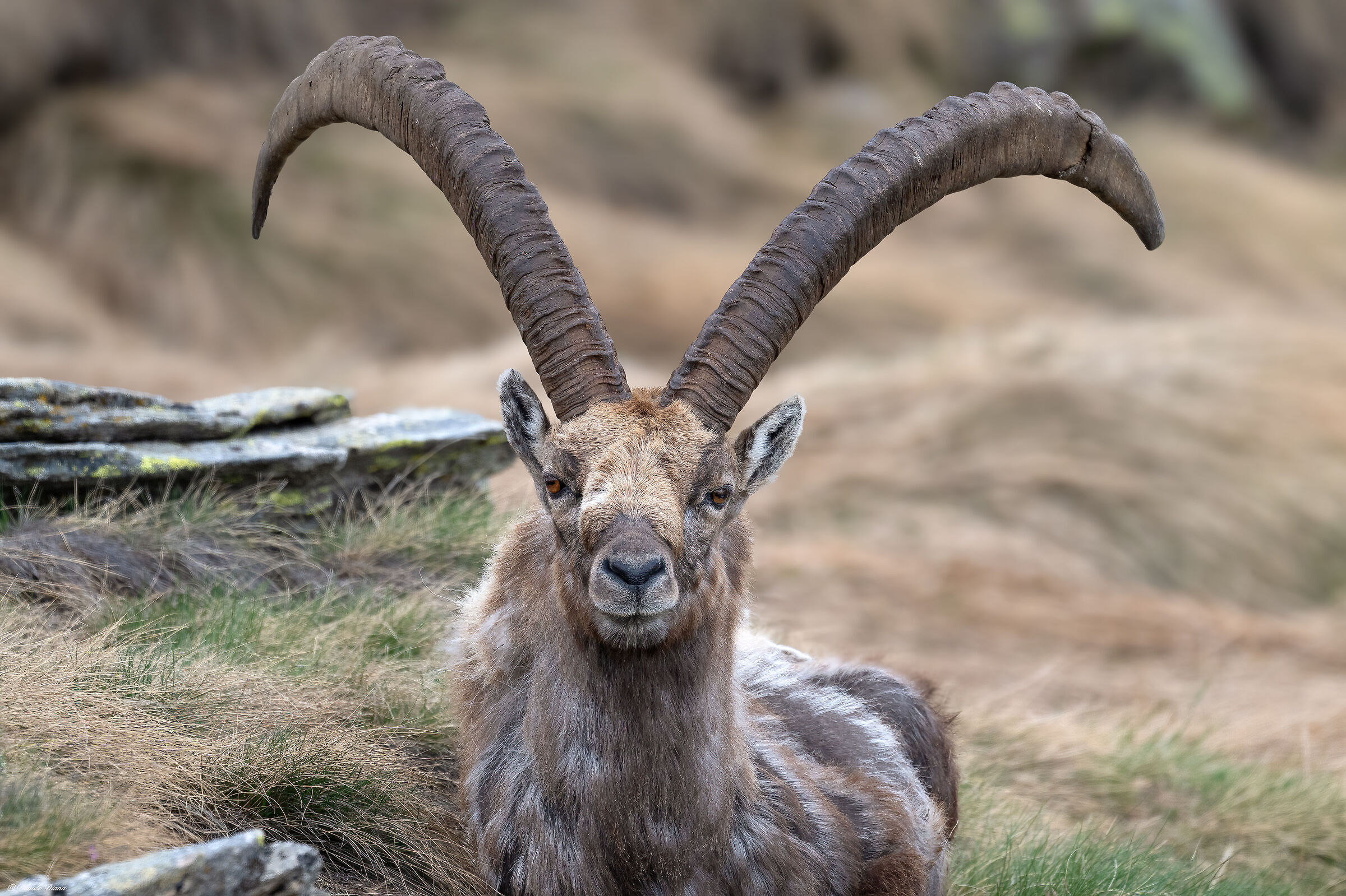 Ibex - Gran Paradiso National Park