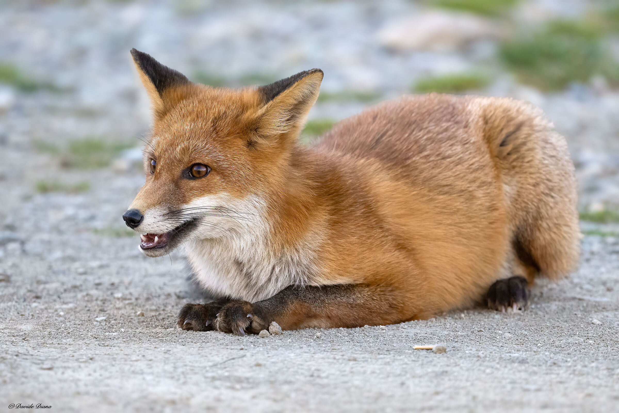 Red Fox