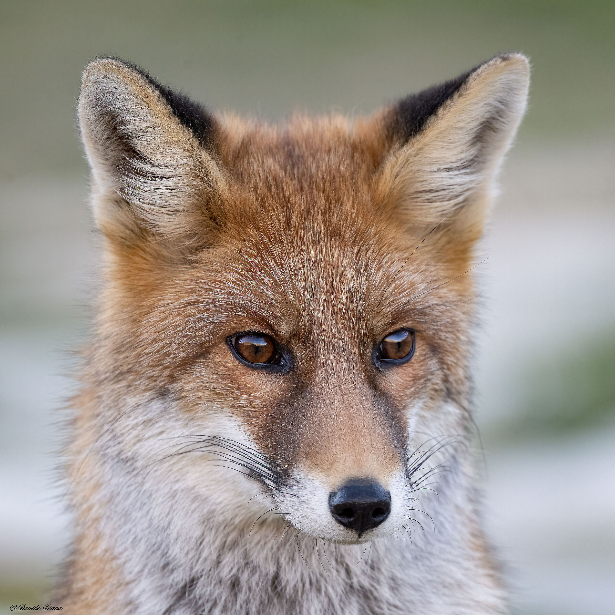 Red Fox