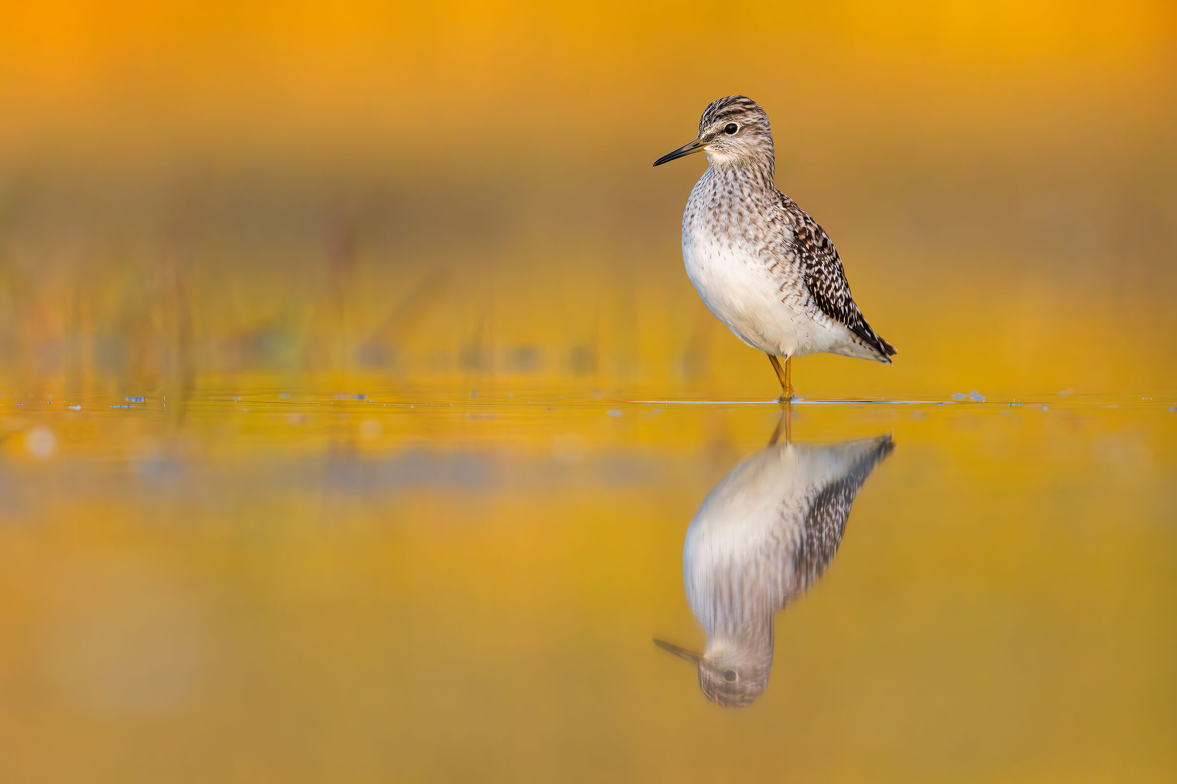 Sandpiper Wood Sandpiper
