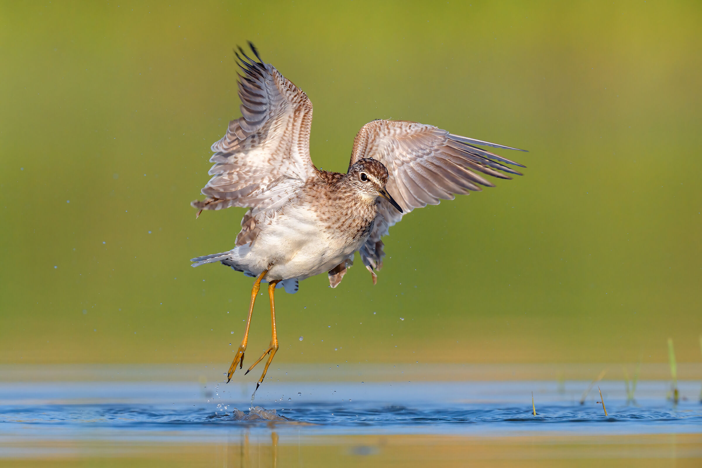 Wood Sandpiper