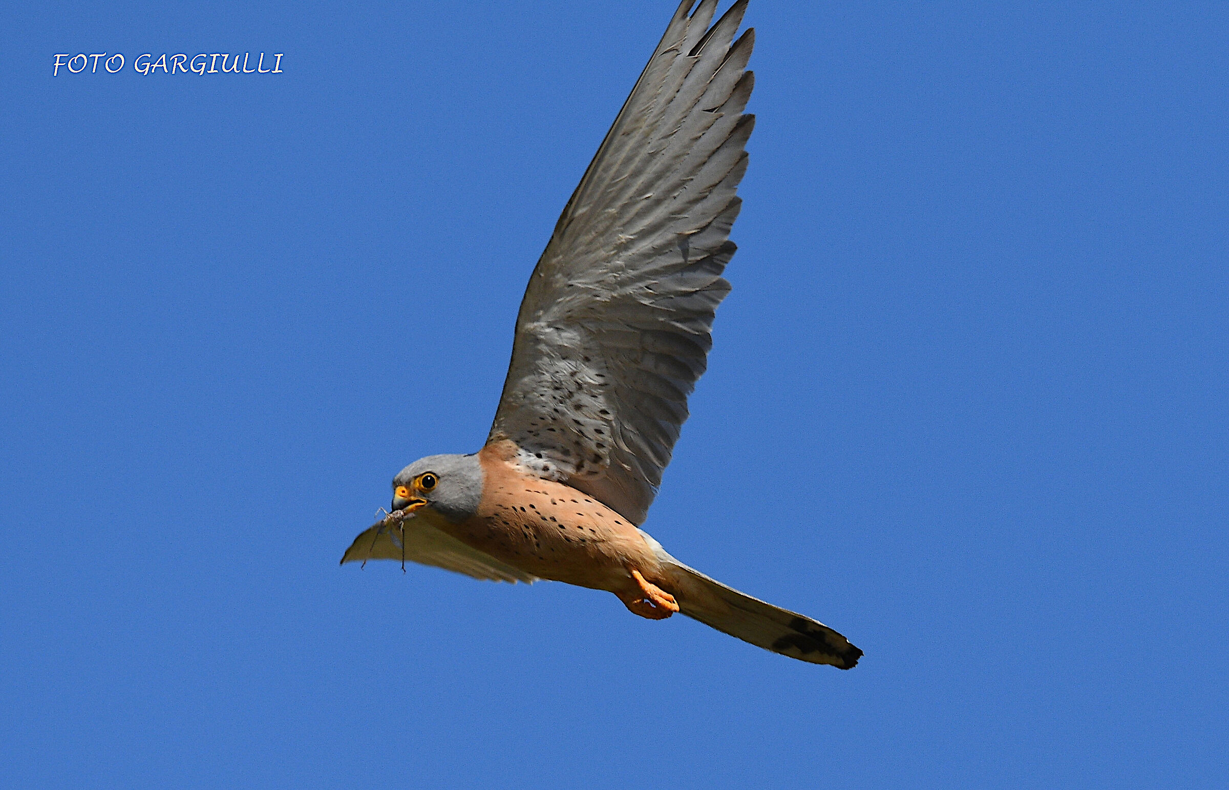 Falco grillaio maschio con preda