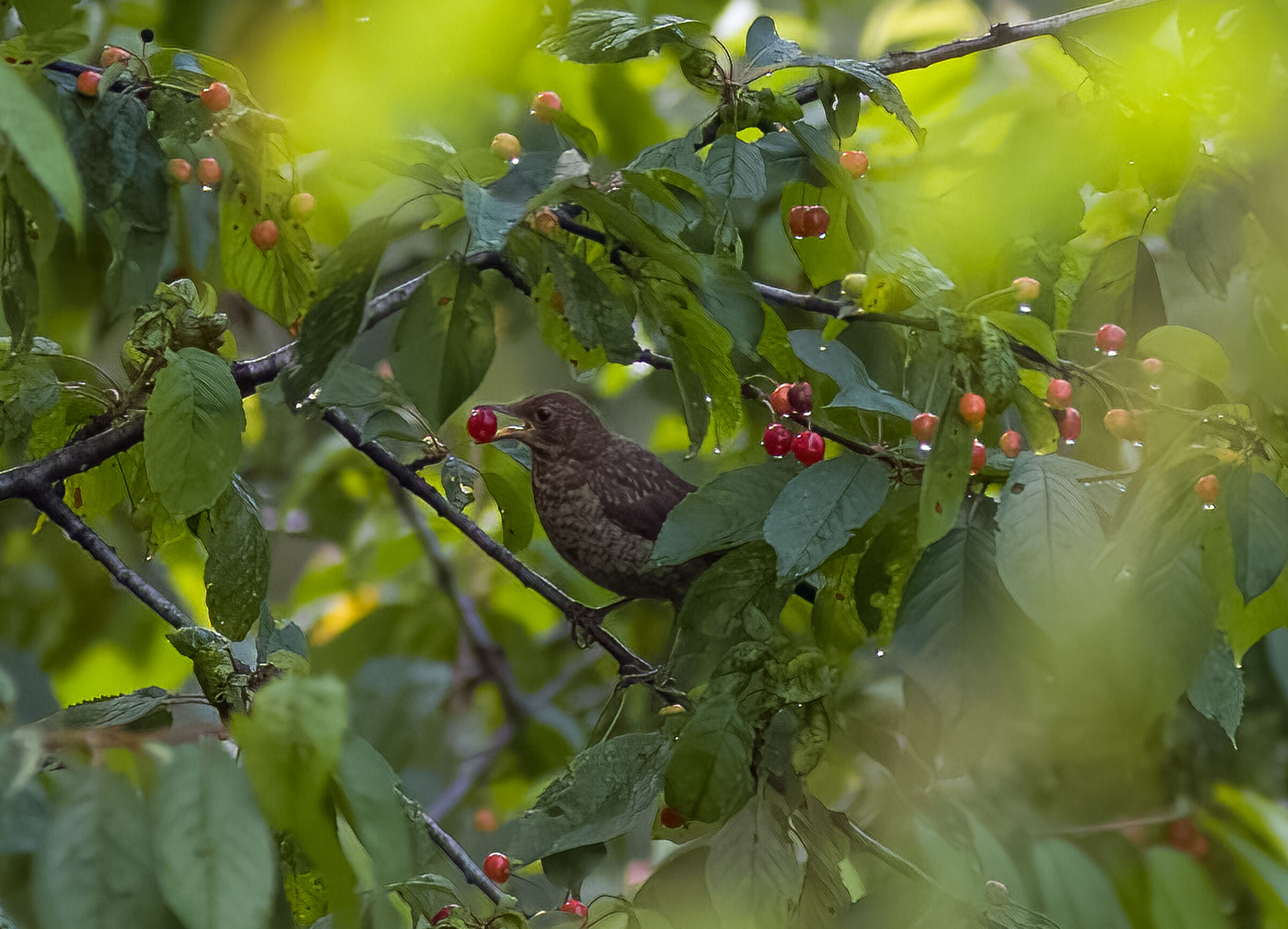 Una ciliegia , tira l'altra.....