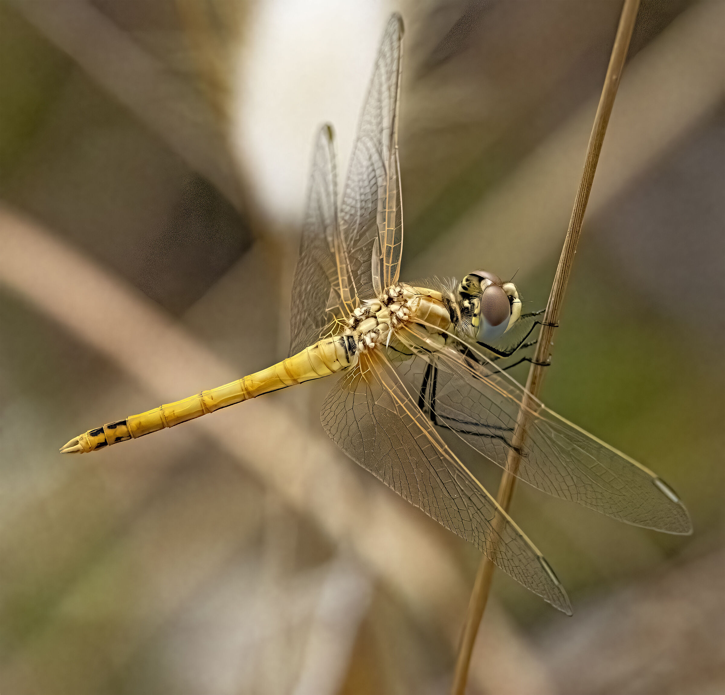 Libellula