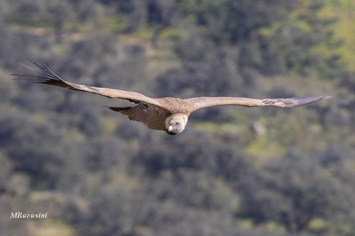 Grifone, Monfrague, marzo 2024