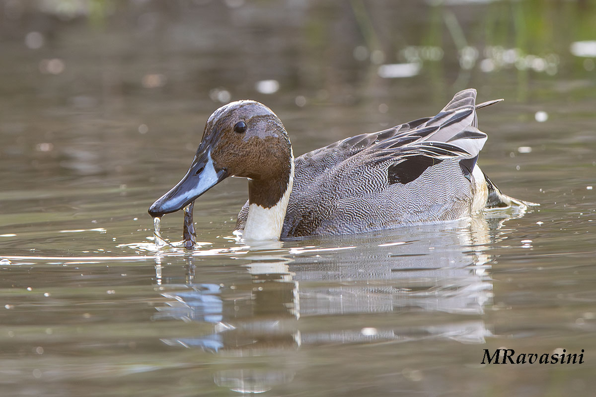 Codone, Maschio adulto. GdM, aprile 2024