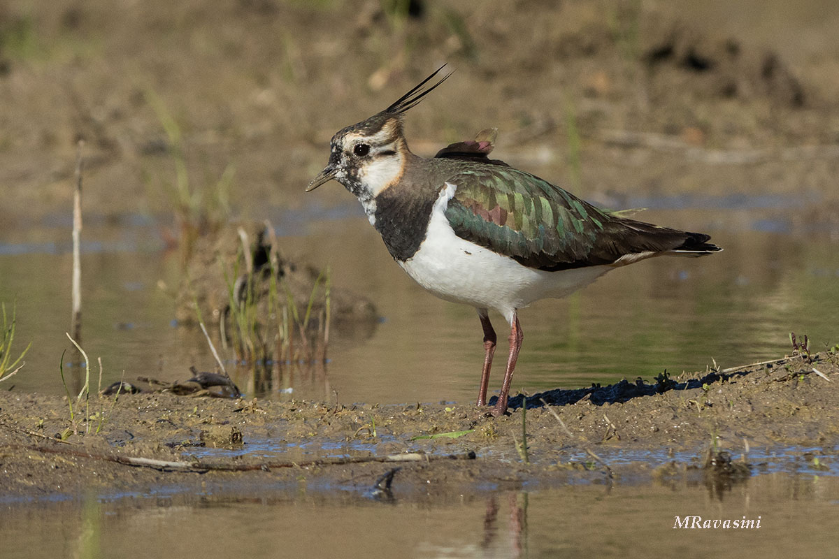 Pavoncella, femmina adulta. GdM, febbraio 2024