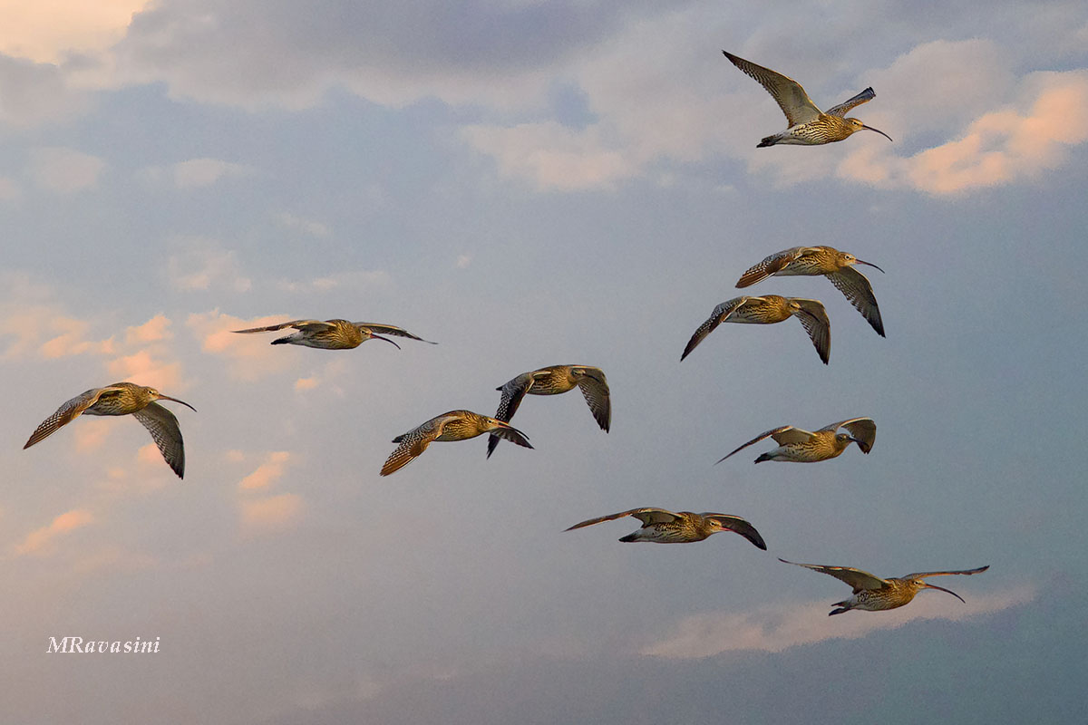 Chiurli maggiori. Parmense.