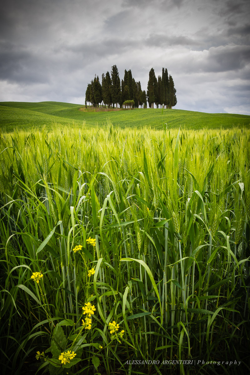 The grove of cypress trees