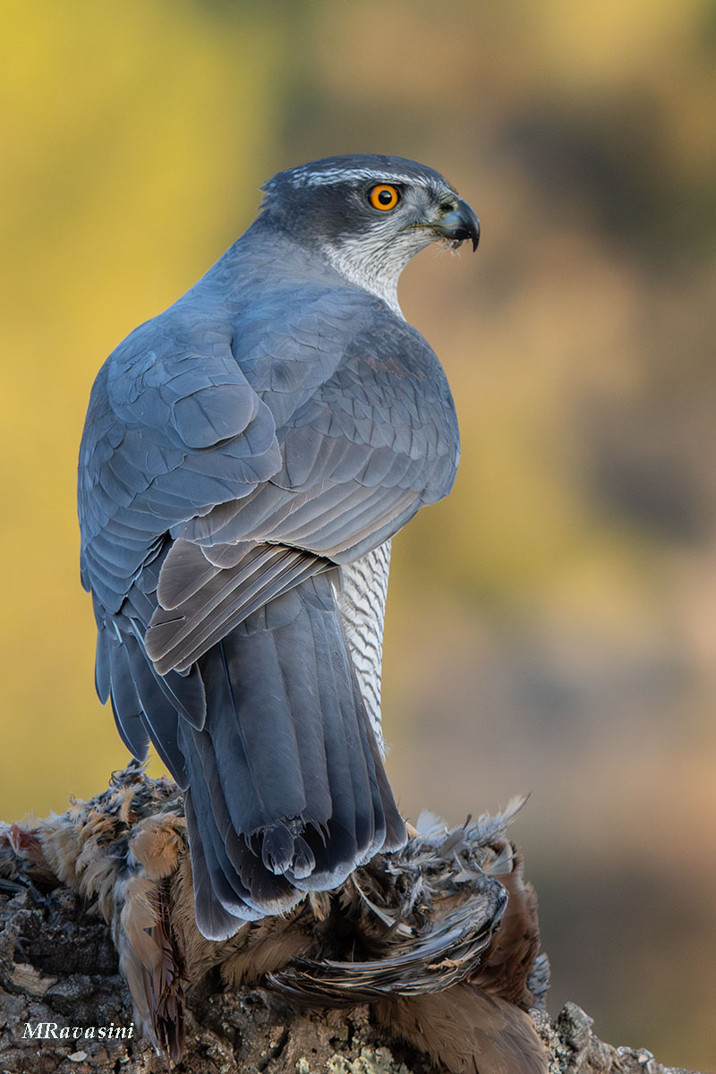 Astore, maschio adulto. Spagna marzo 2024