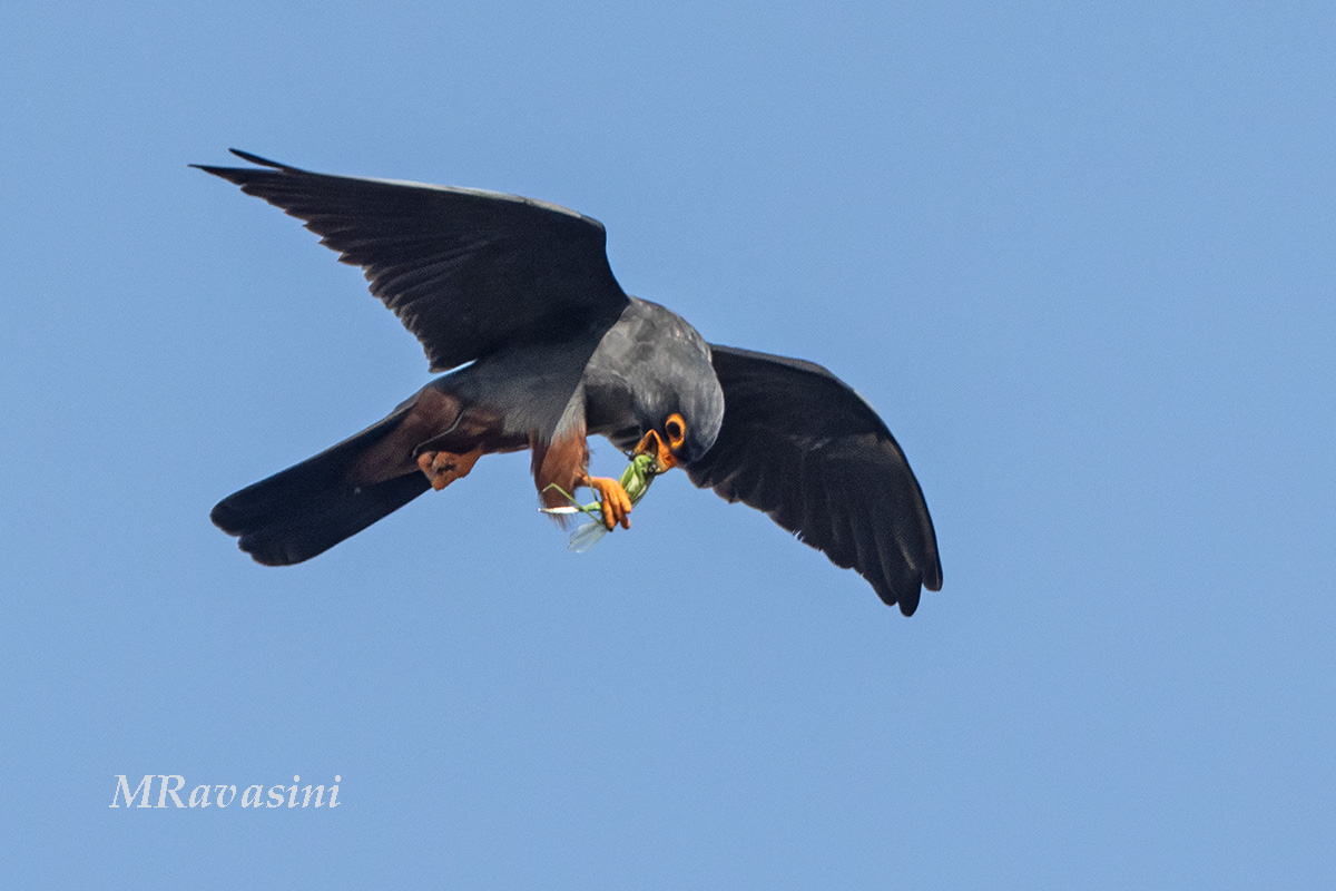 Falco cuculo. Maschio del terzo anno mangia in volo