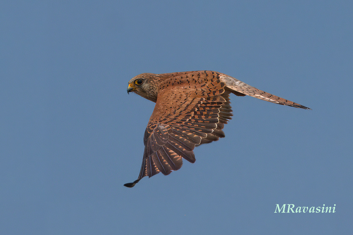Grillaio, femmina adulta