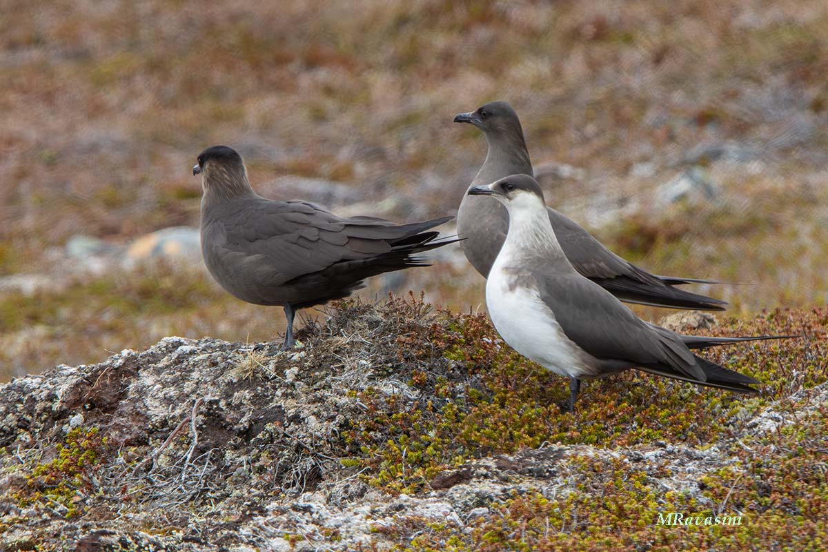 Labbi. Varanger fjord, maggio 2023