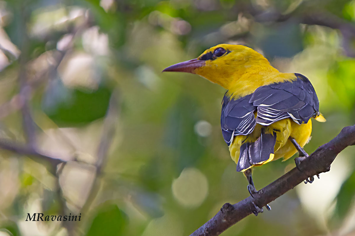 Rigogolo. Maschio adulto. GdM, maggio 2024