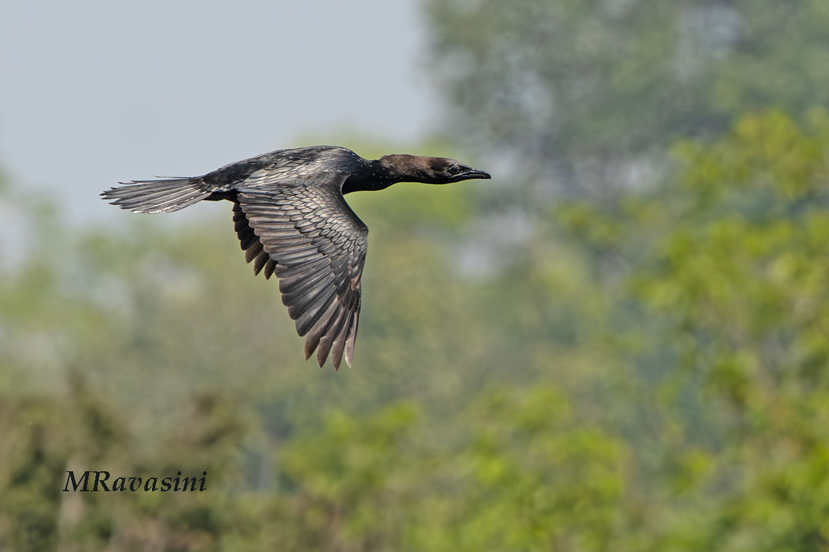 Marangone minore in abito nuziale.GdM, maggio 2024