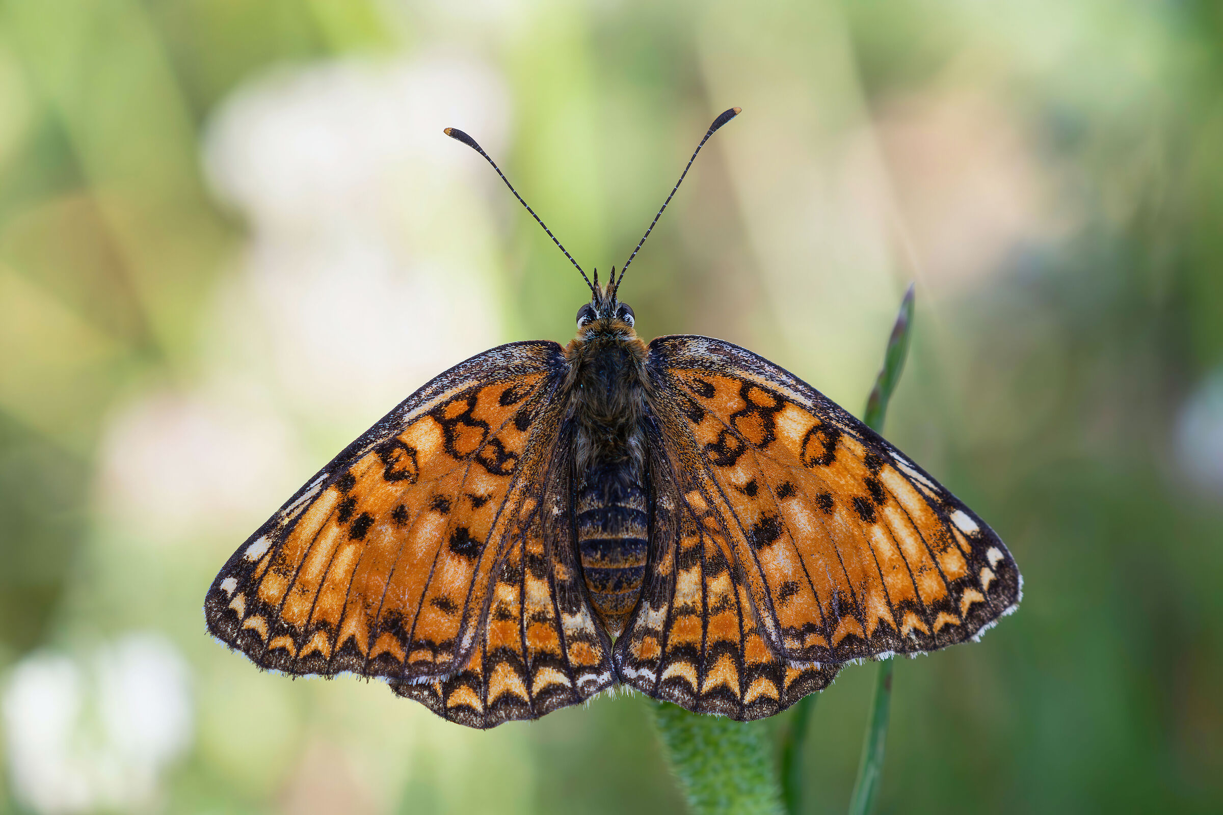 Melitaea phoebe