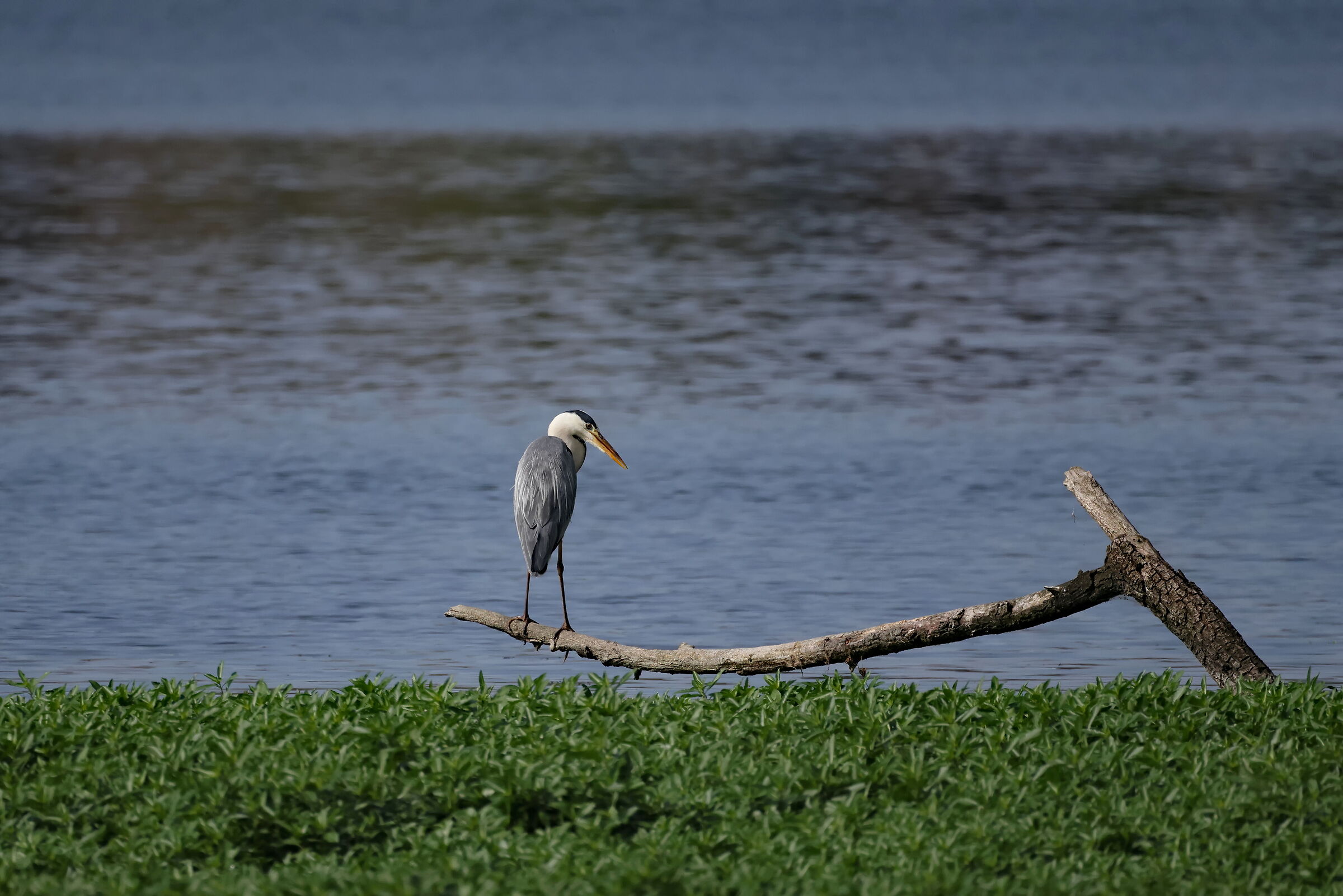 In lontananza, ma proprio lontano... l'Airone cenerino.
